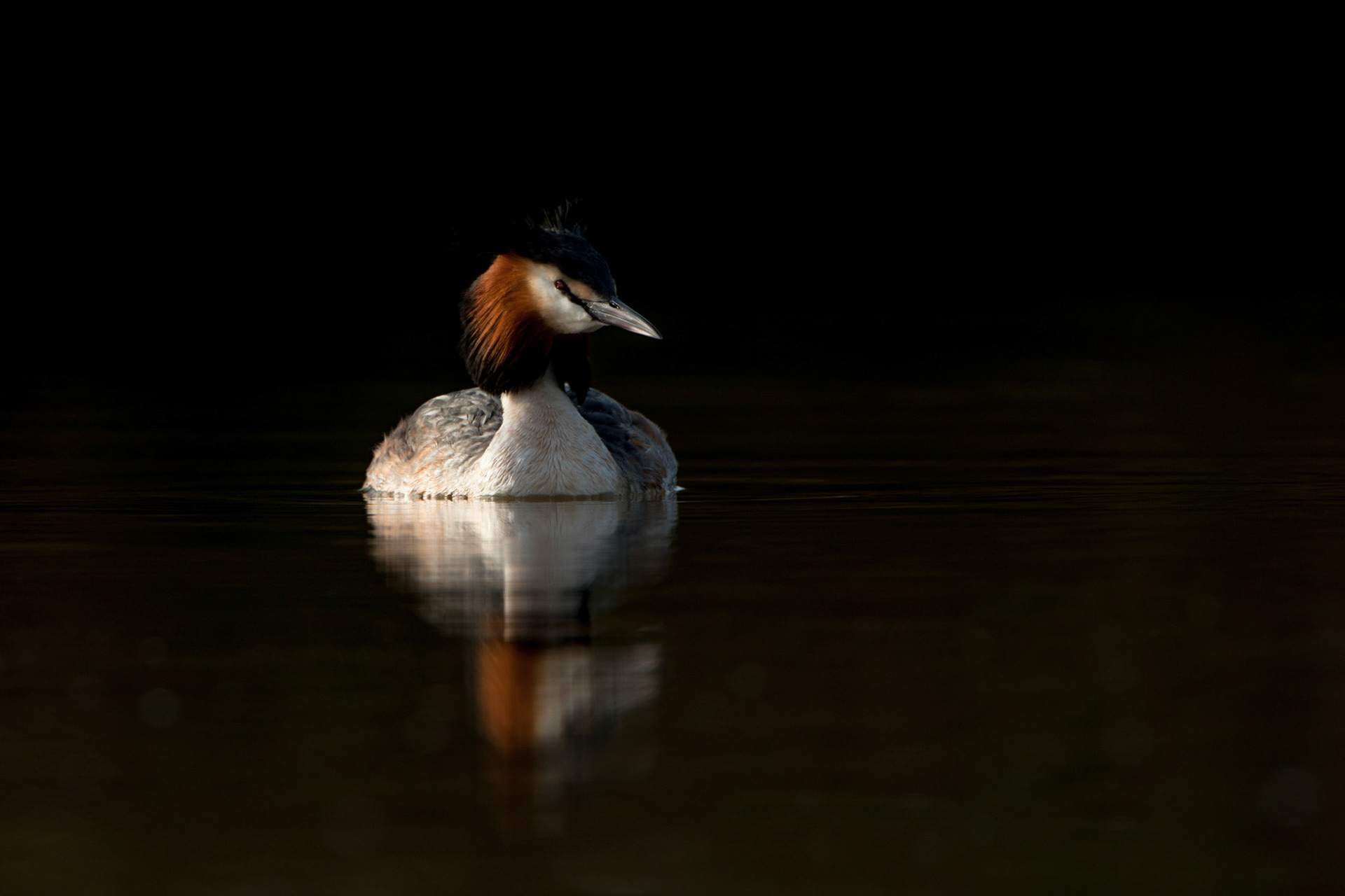 Great Crested Grebe, Podiceps cristatus, portrait, on dark water, Spring, Shropshire, UK