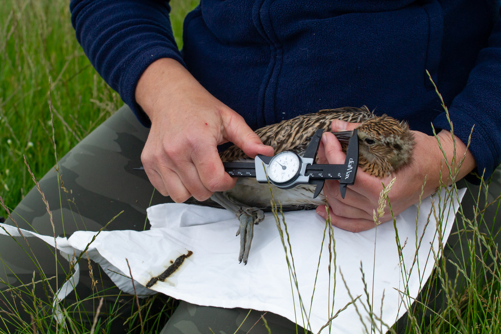 Juvenile Curlew (Numenius arquata)having bill measured by RSPB staff member. Summer, North Wales, UK.