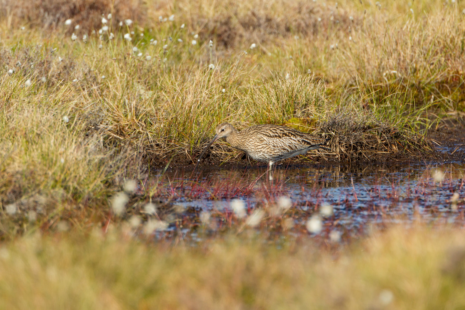 Curlew (Numenius arquata) adult, female, feeding in RSPB created pool. Spring, North Wales, UK.
