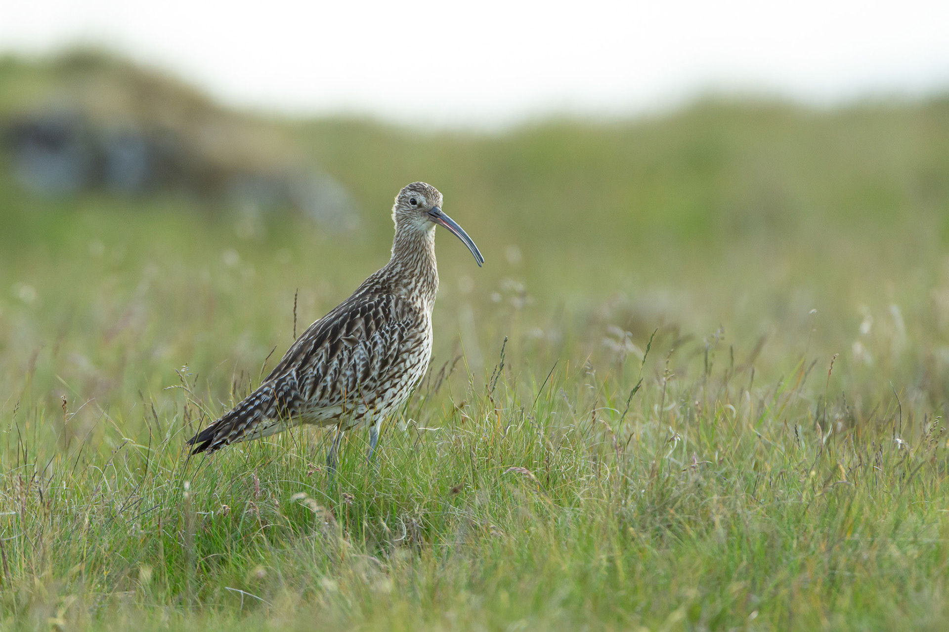 Curlew, Numenius arquata, adult, male. Standing on moor, amongst grass. Summer, North Wales, UK.