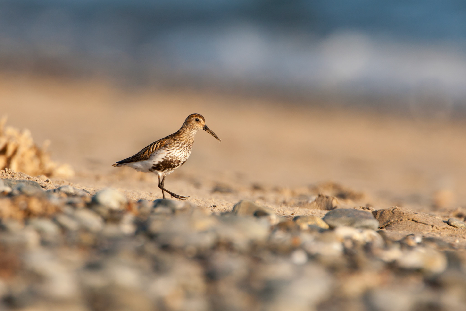 Dunlin, Calidris alpina, adult, walking on beach in evening sunlight, Summer, North Wales, UK