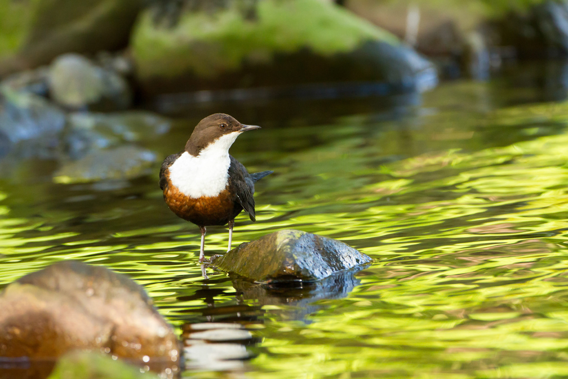 Dipper and green reflections
