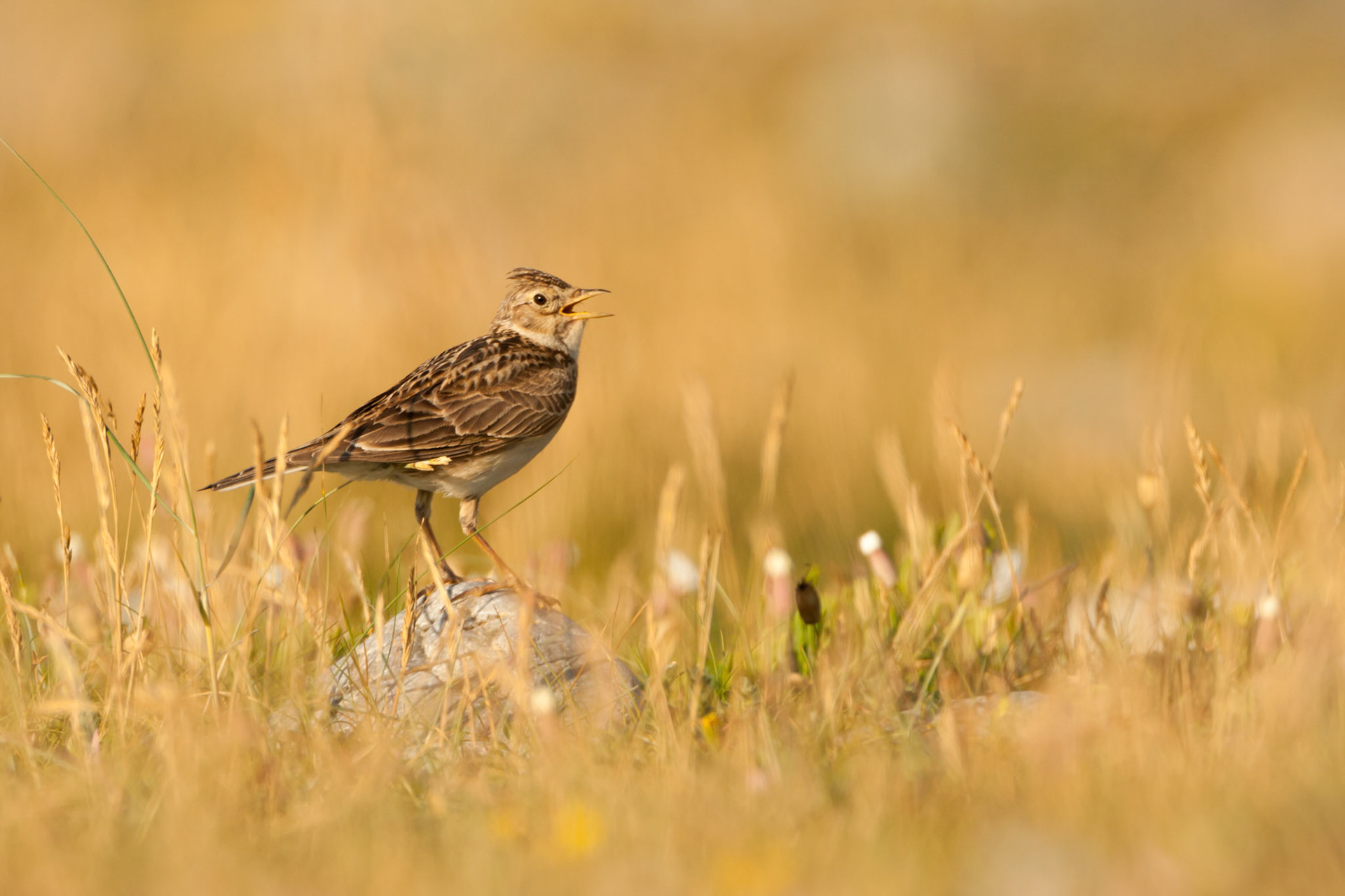 Skylark Alauda arvensis,adult standing on rock singing with golden grass in background,Gywnedd,July
