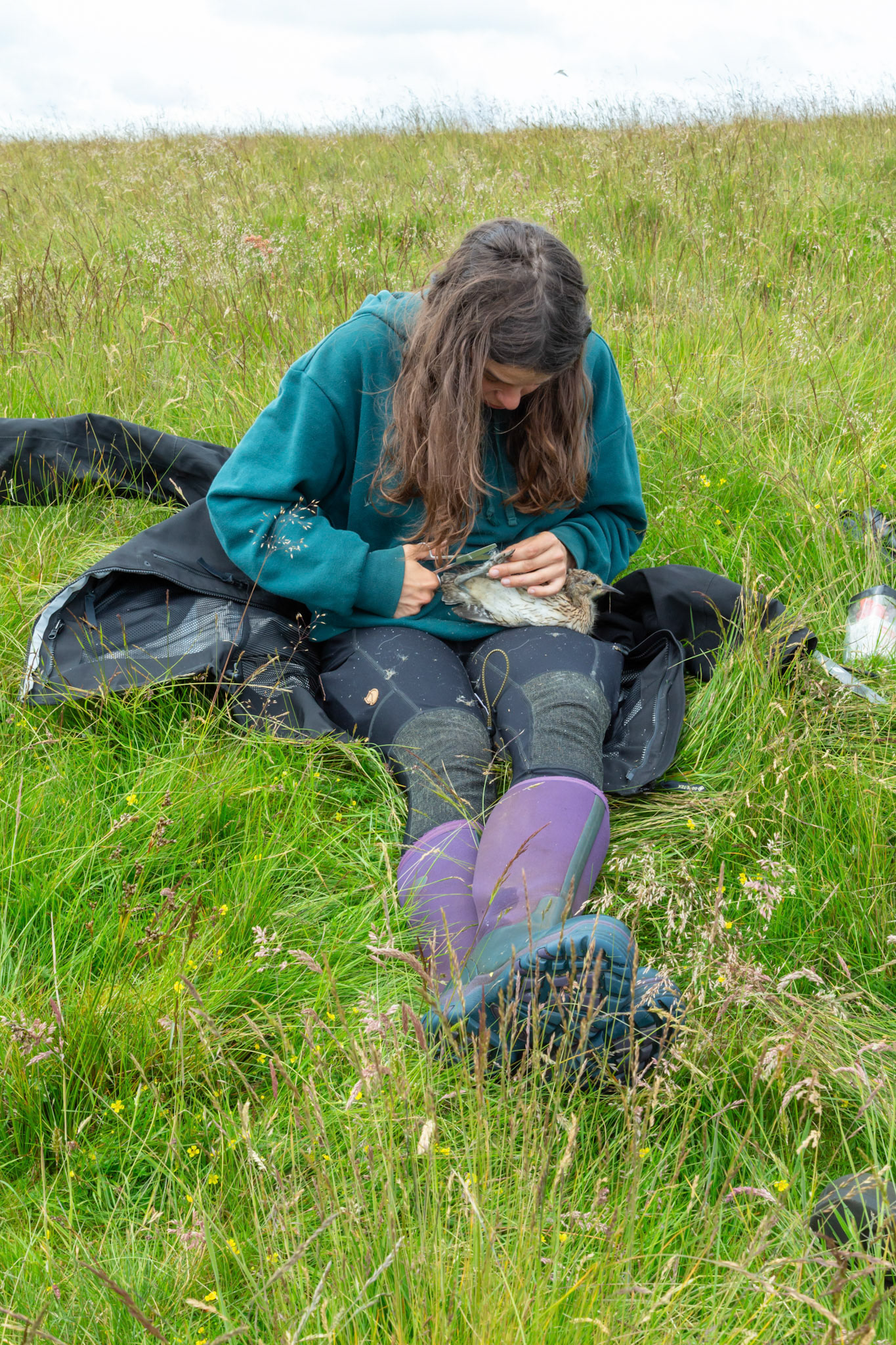 RSPB staff member removing wool from Curlew chicks feet. Summer, North Wales, UK.