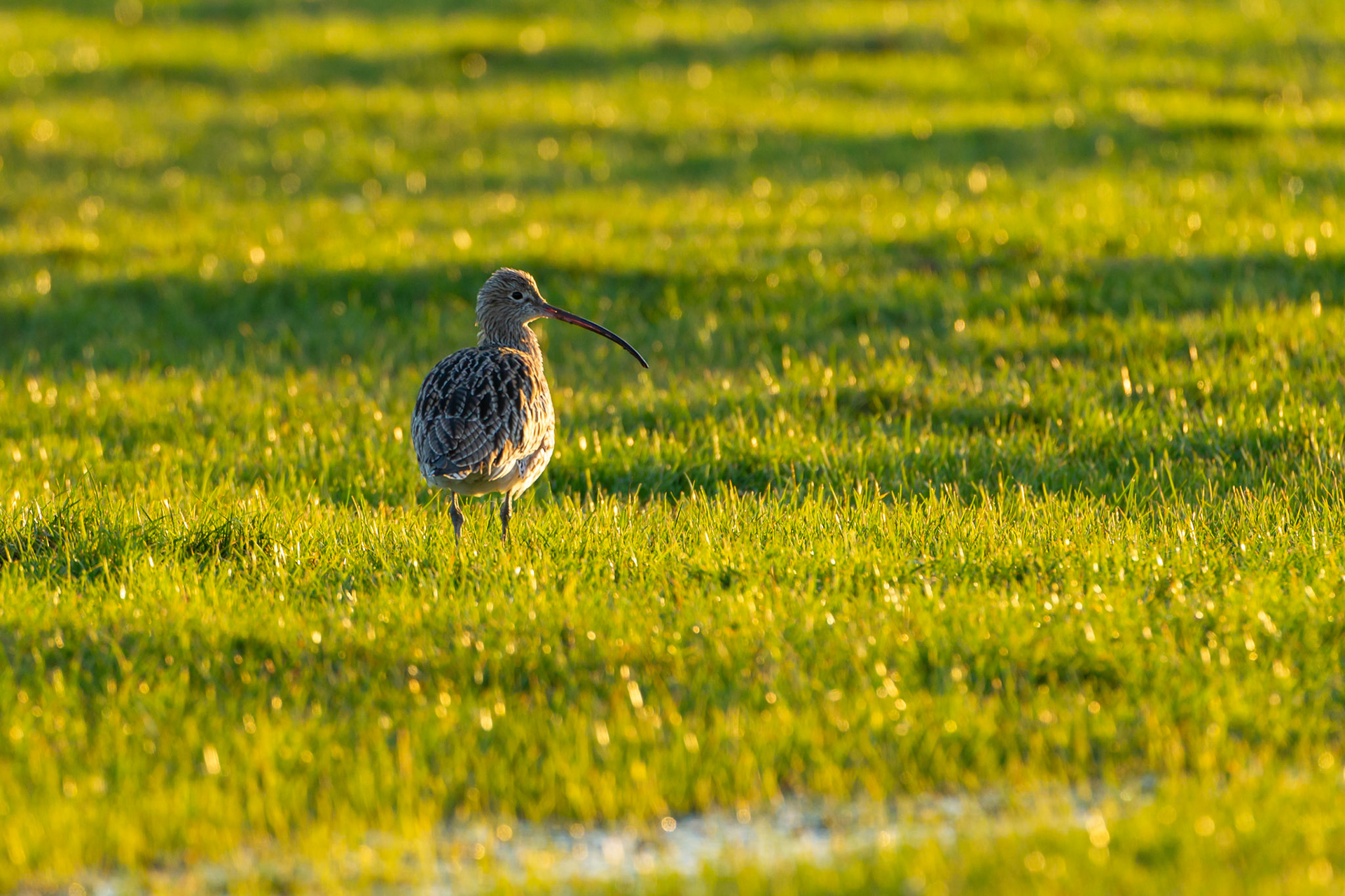 Curlew, Numenius arquata, Adult, waliking in evening light, Spring, Wales, UK