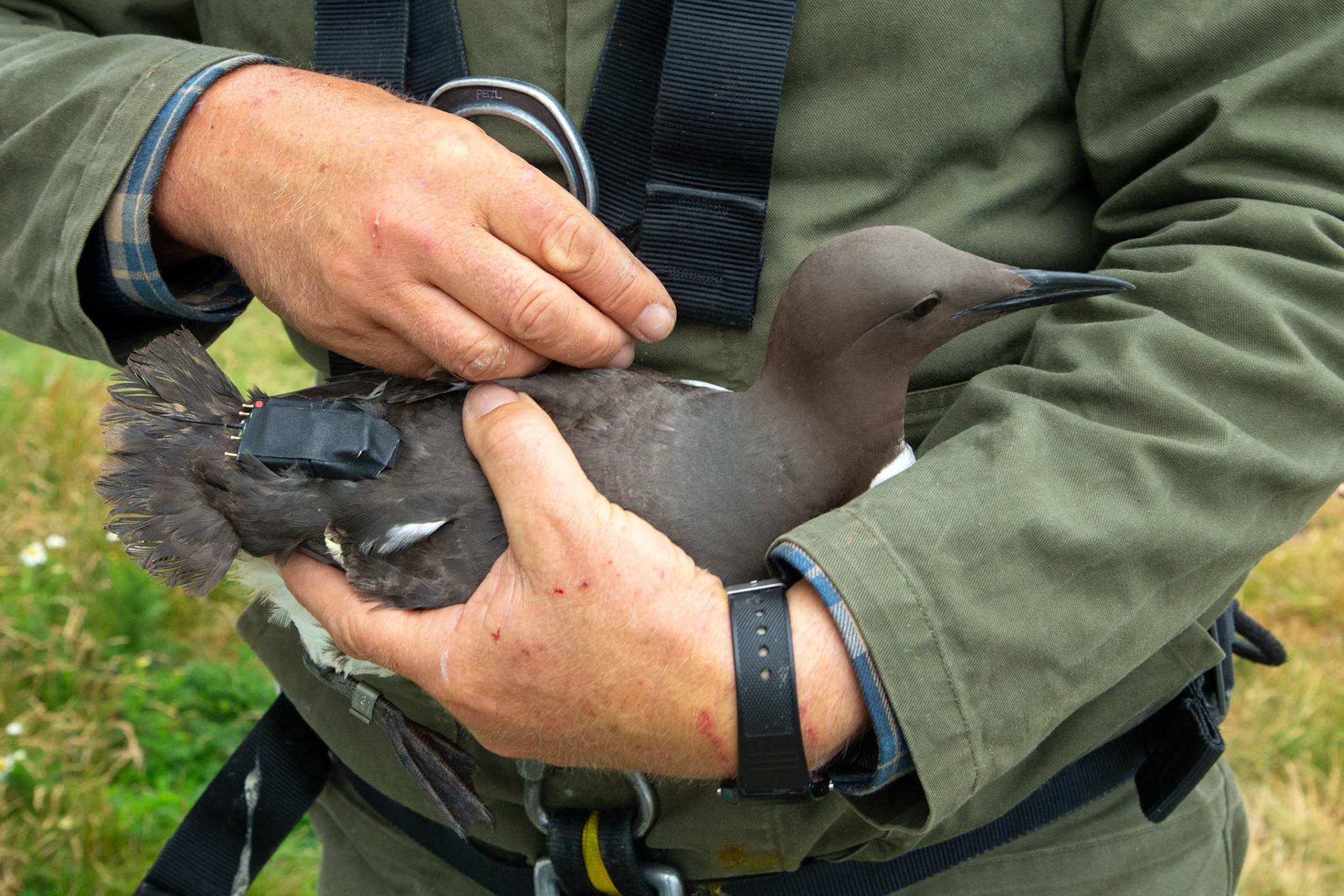 Guillimot with tag on back being held by RSPB staff. Summer, RSPB South Stack, Wales, UK.