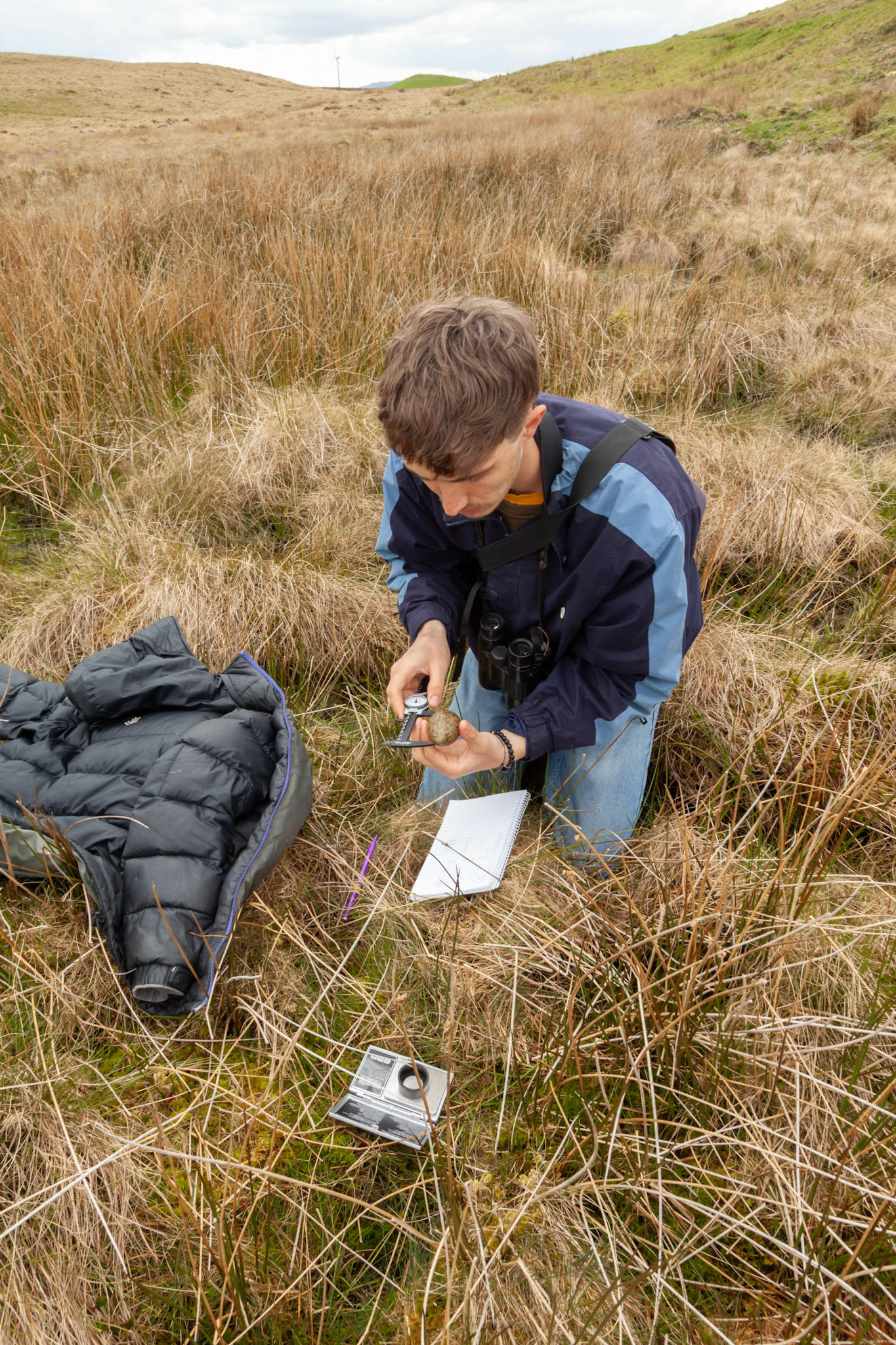 RSPB staff member measuring Curlew egg on North Wales moors, Spring, Wales, UK.