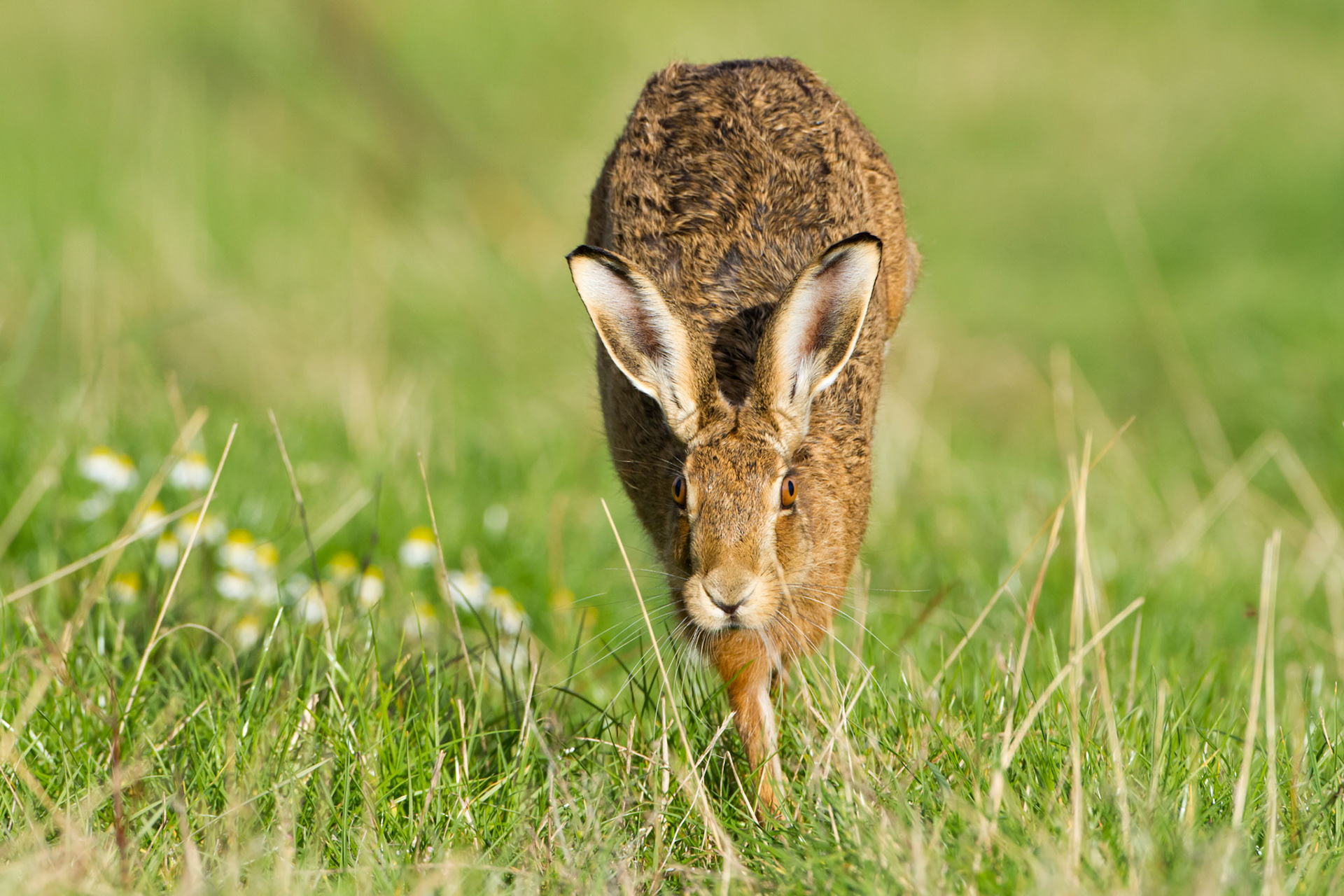 Brown hare Lepus europaeus,running straight towards camera, Shropshire, September,
