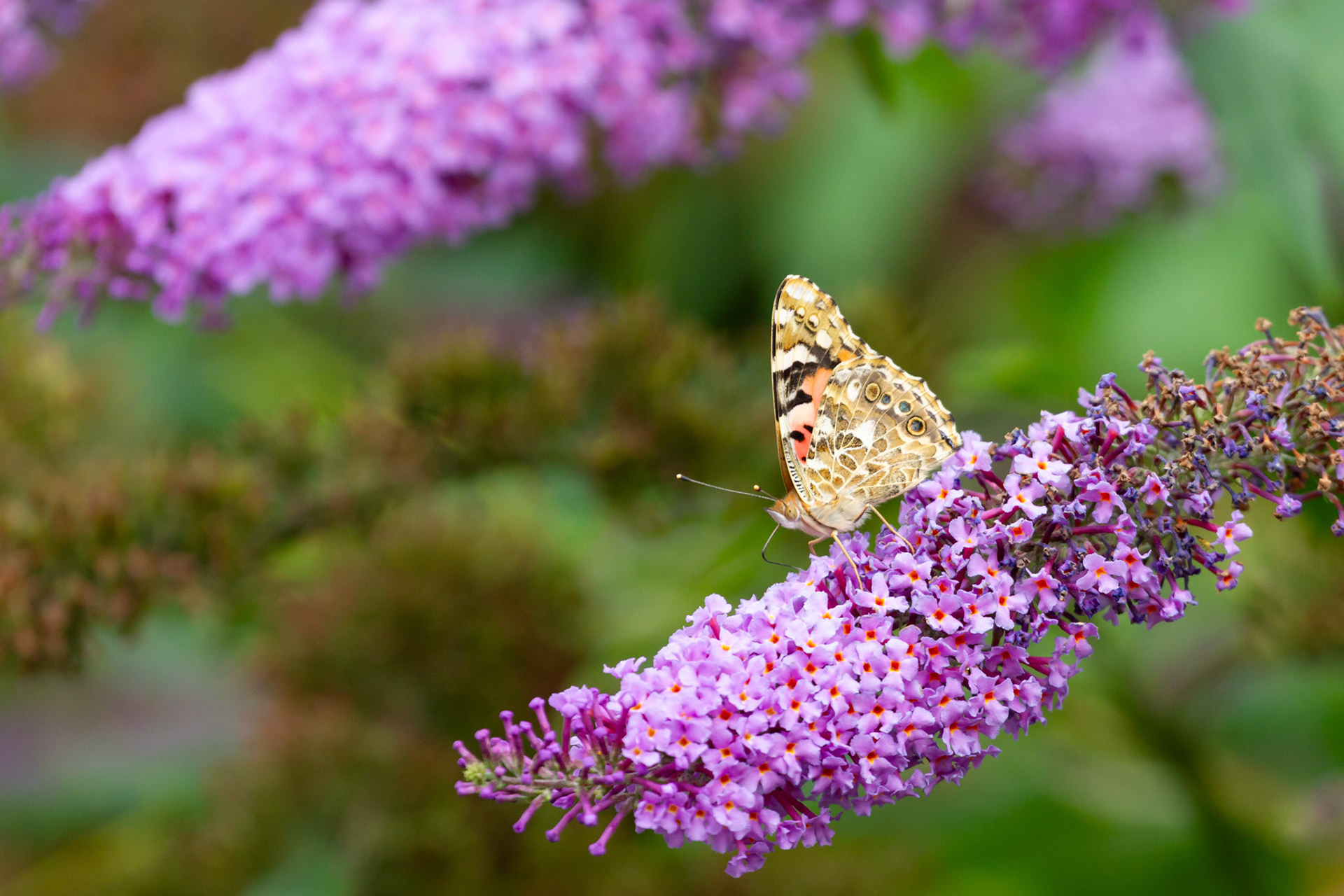 Painted Lady Butterfly, Vanessa cardui, adult, feeding on buddleja. Summer, Wales, UK.
