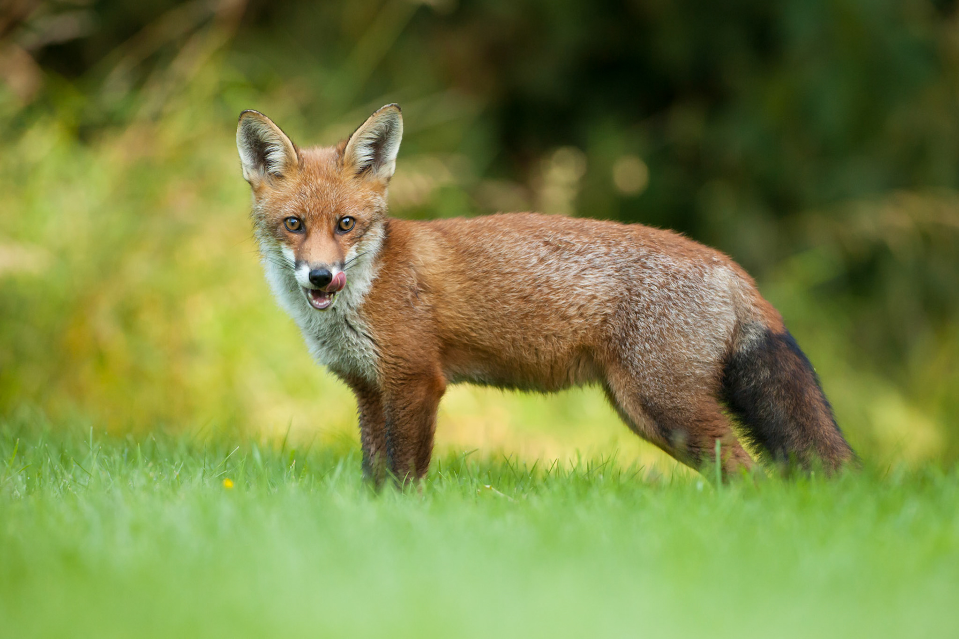 Fox, Vulpes vulpes, adult, standing, looking at camera, licking mouth, West Midlands, England, UK