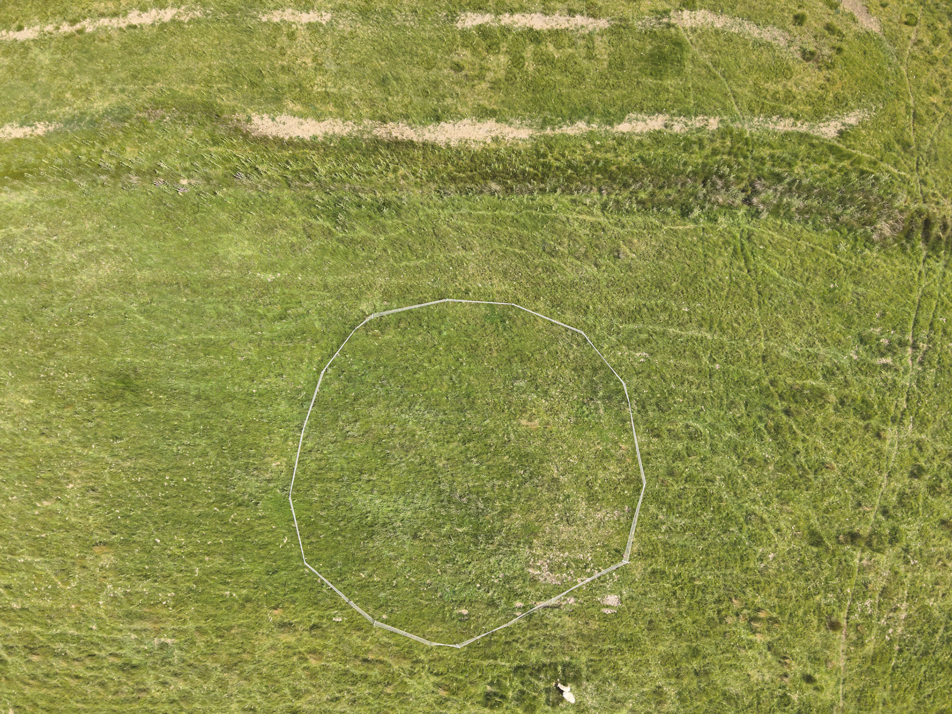 Curlew nest GD 3, taken with drone, looking down. Summer, North Wales, UK.