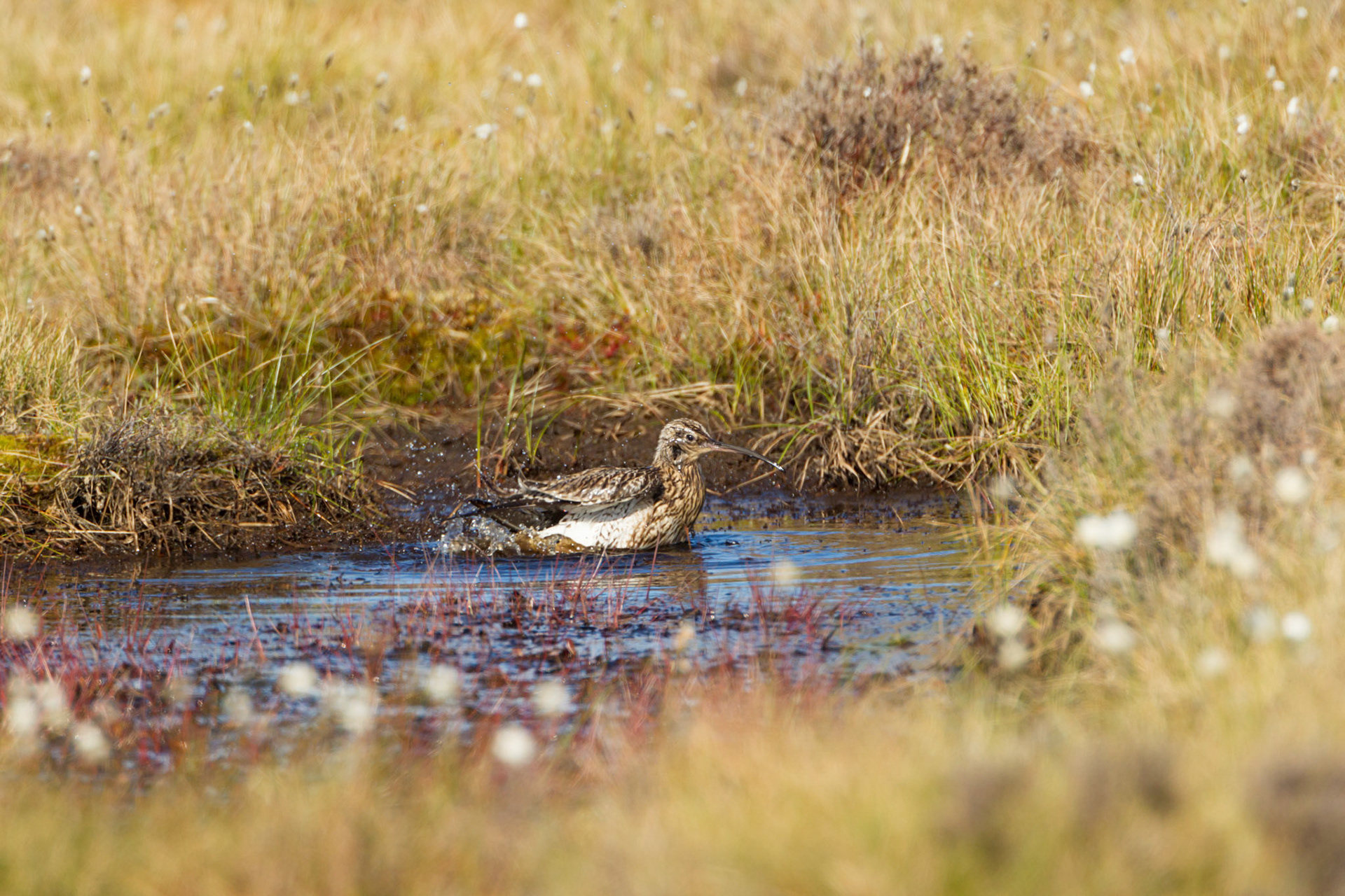 Curlew (Numenius arquata) adult, bathing in RSPB created pool. Spring, North Wales, UK.