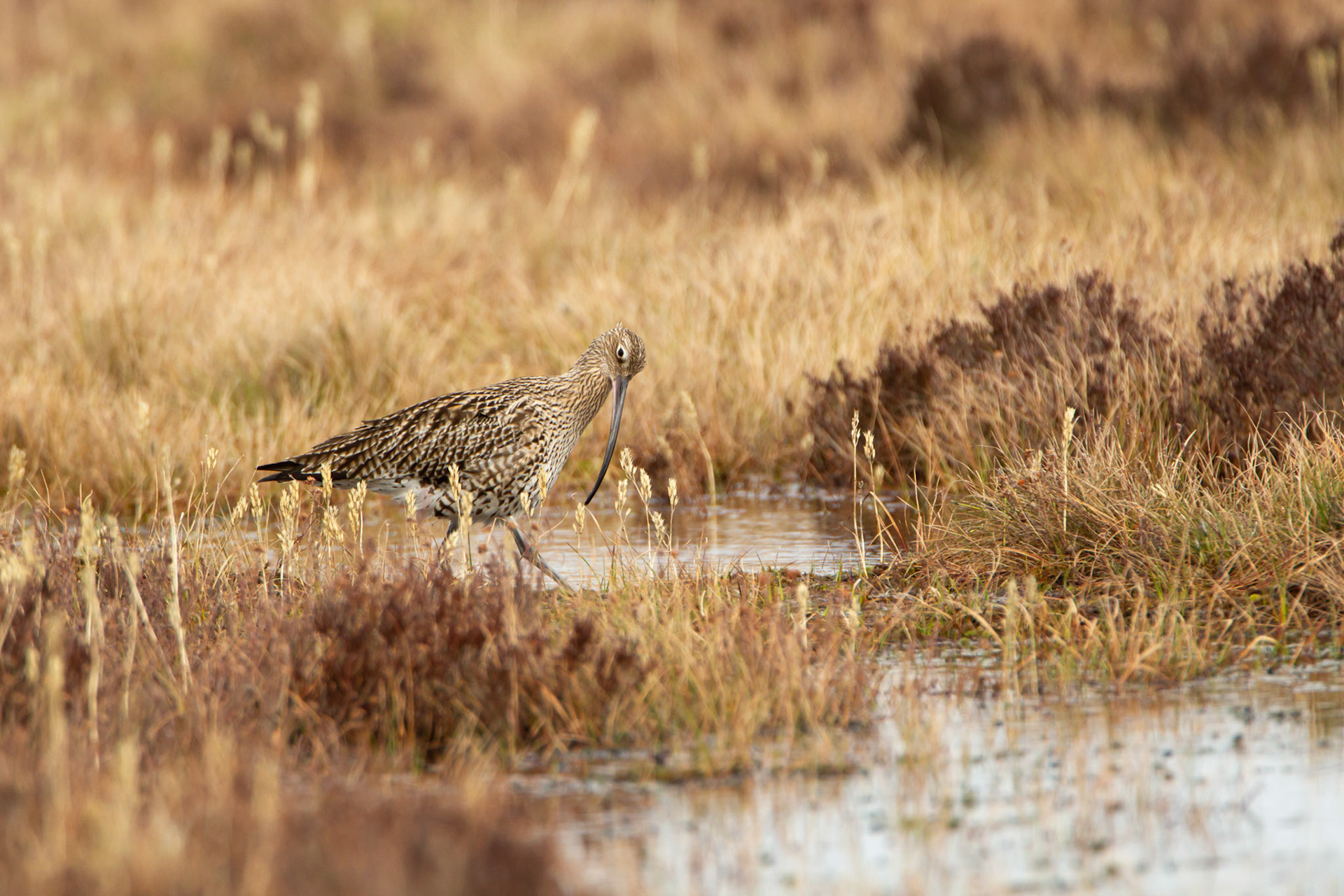 Curlew, adult, on moor, next to moorland pool, spring, North Wales, UK.