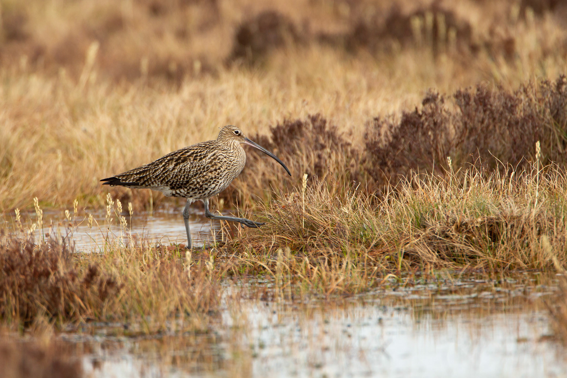Curlew, adult, walking next to moorland pool, spring, North Wales, UK.