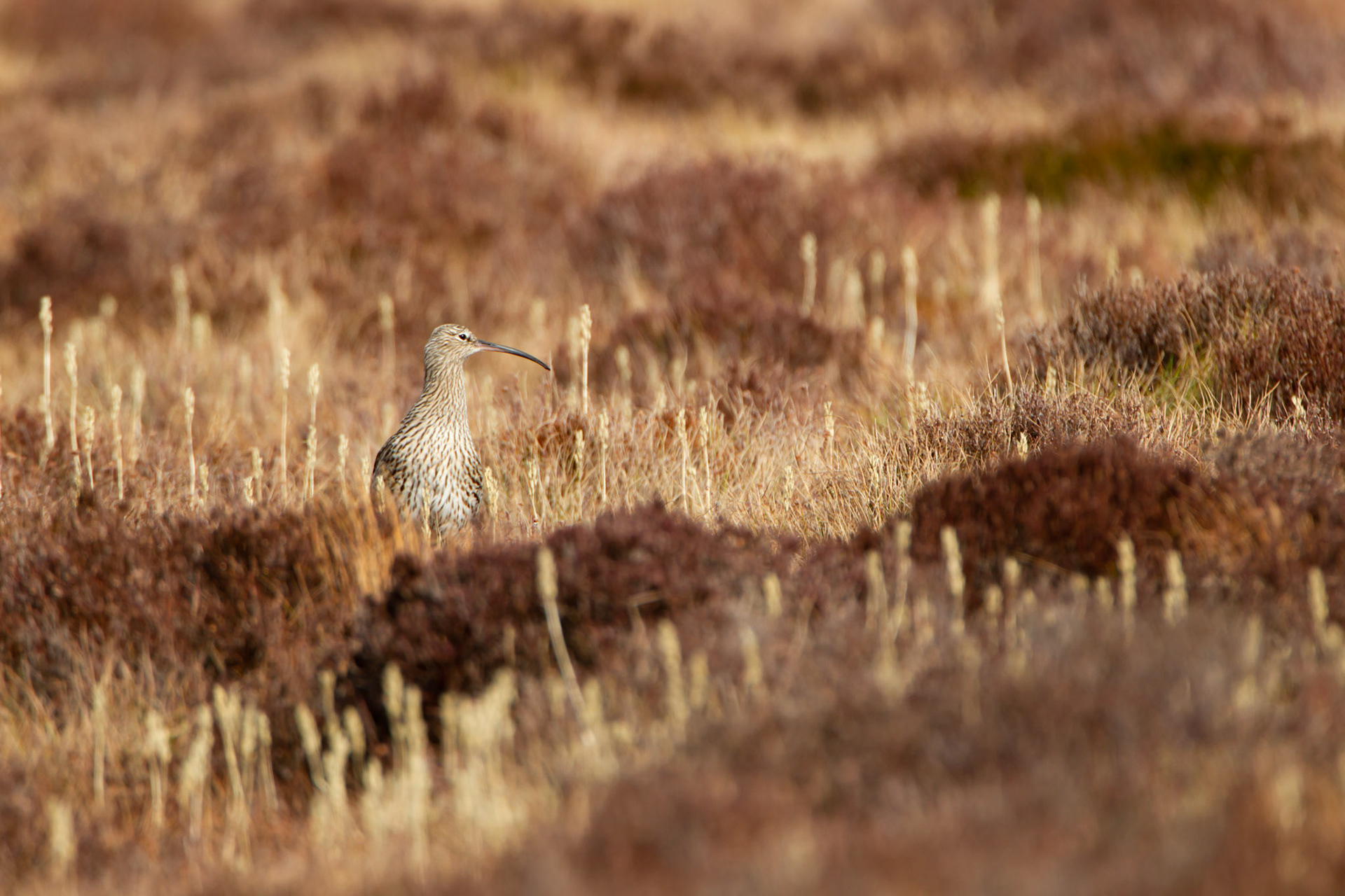 Curlew, adult, on moor, spring, North Wales, UK.