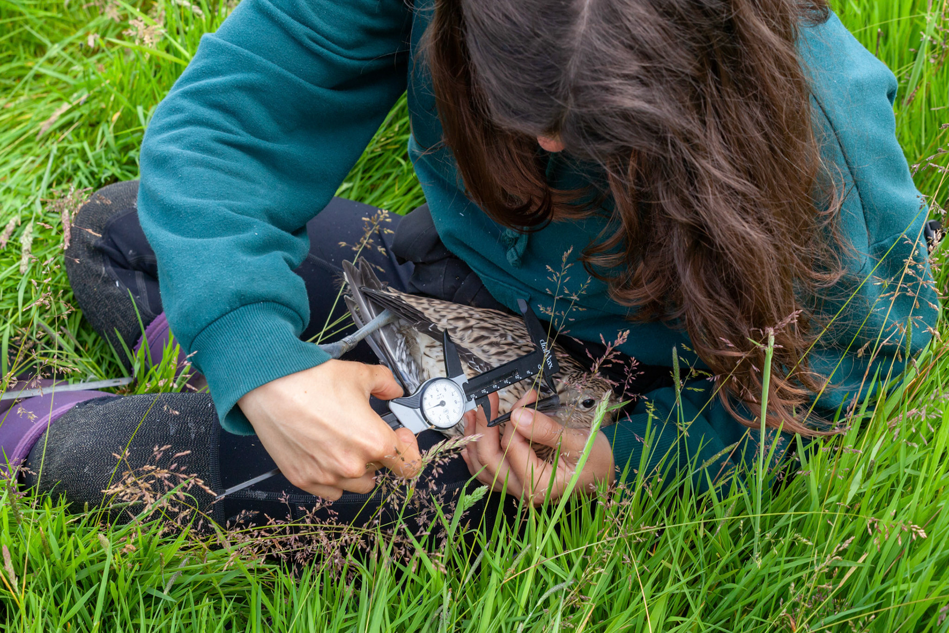 RSPB staff member measuring Curlew chick bill (Numenius arquata) Summer, North Wales, UK.