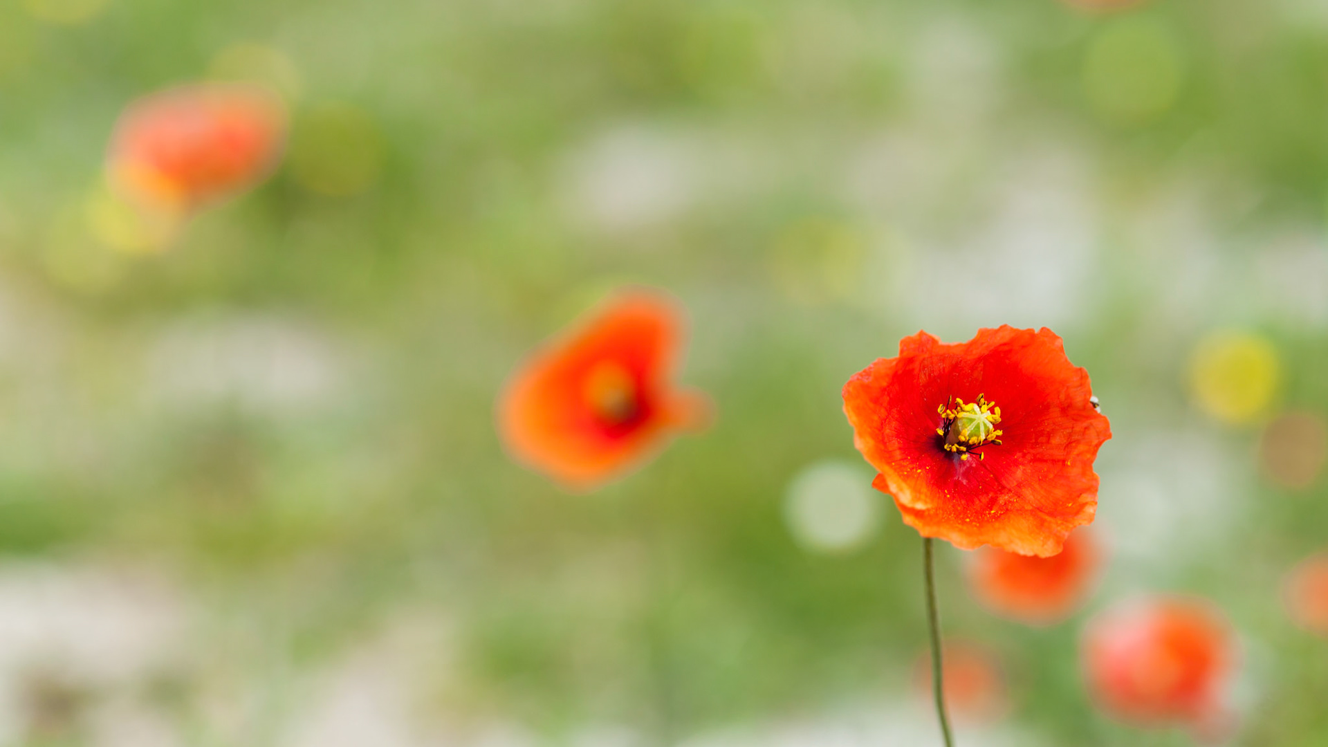 Wild poppies, taken on Machair, Balranald, North Uist, Scotland, UK.