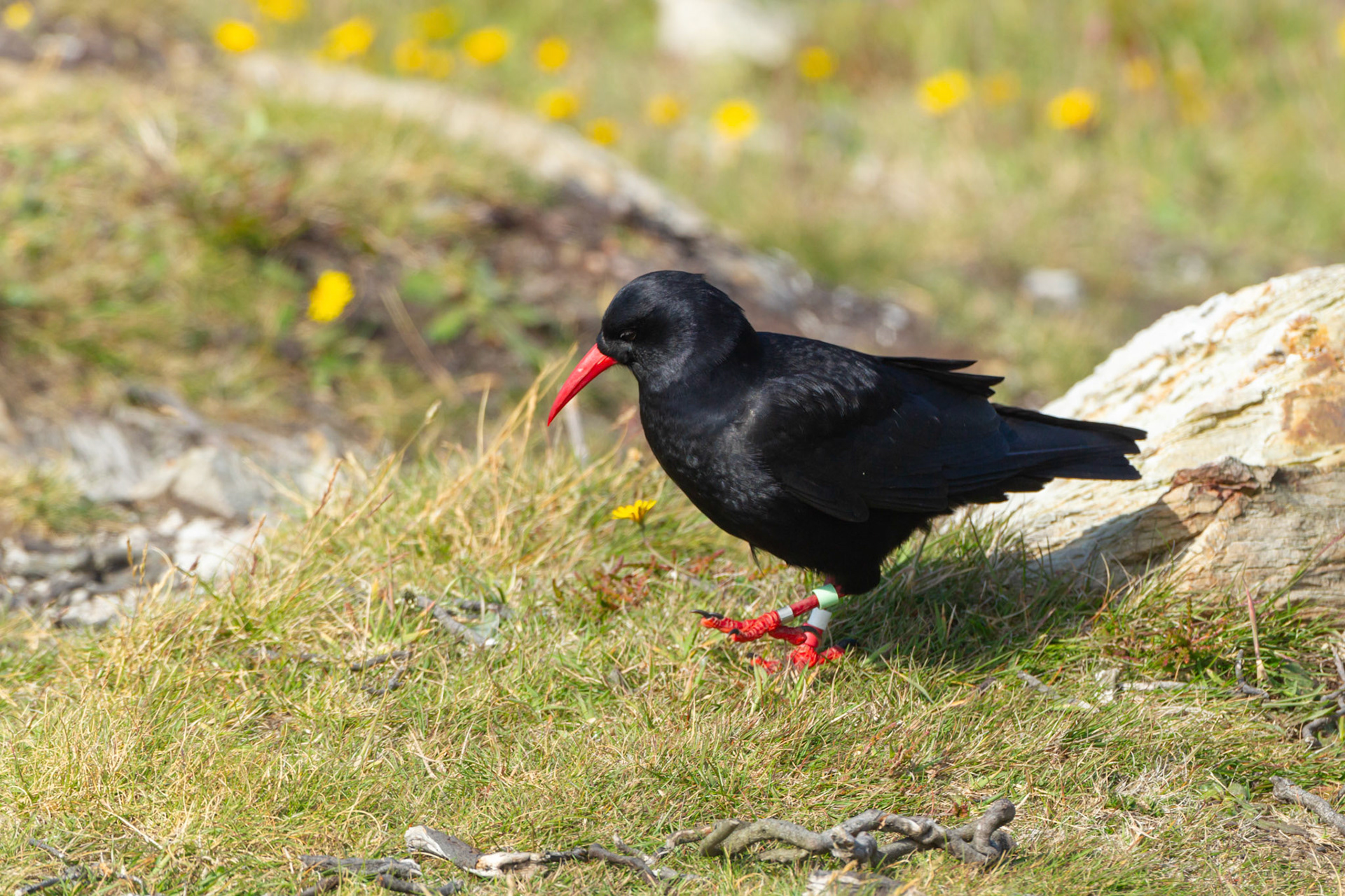 Chough, Pyrrhocorax pyrrhocorax, adult, standing in grass. Summer, South Stack, Anglesey, Wales, UK