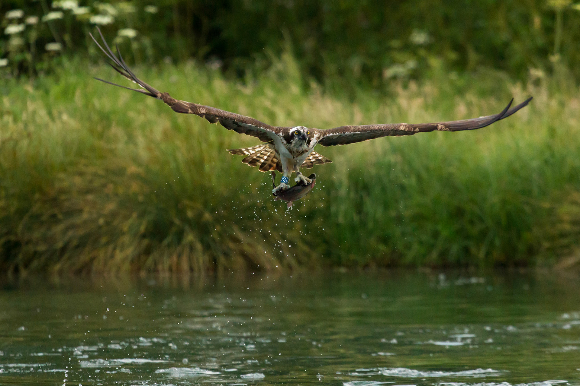 Osprey, Pandion Haliaetus, adult, in flight with fish, Summer, Rutland, England, UK