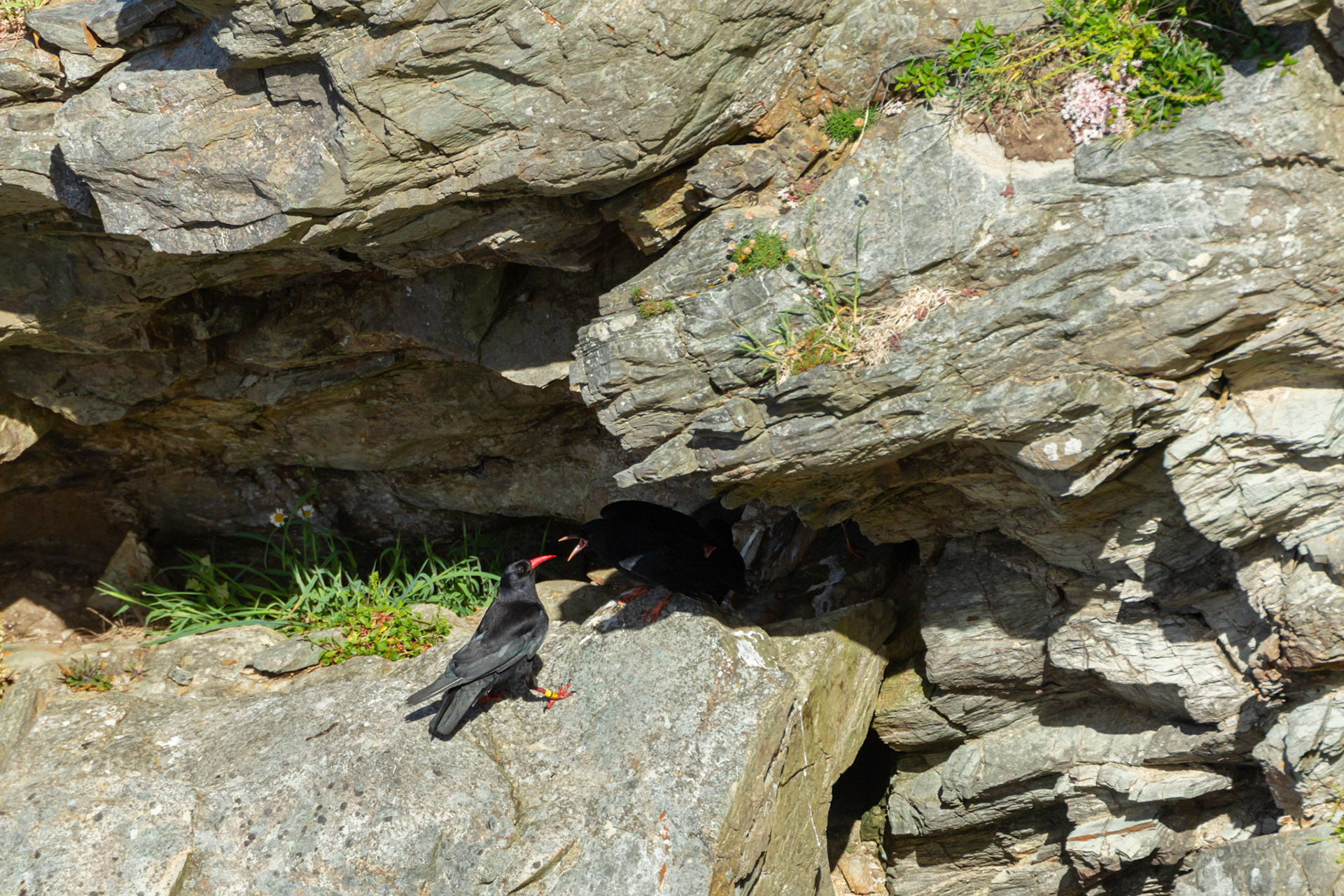 Cough, Pyrrhocorax phrrhocorax, chick begging for food from adult. Summer, RSPB South Stack, Wales, UK.
