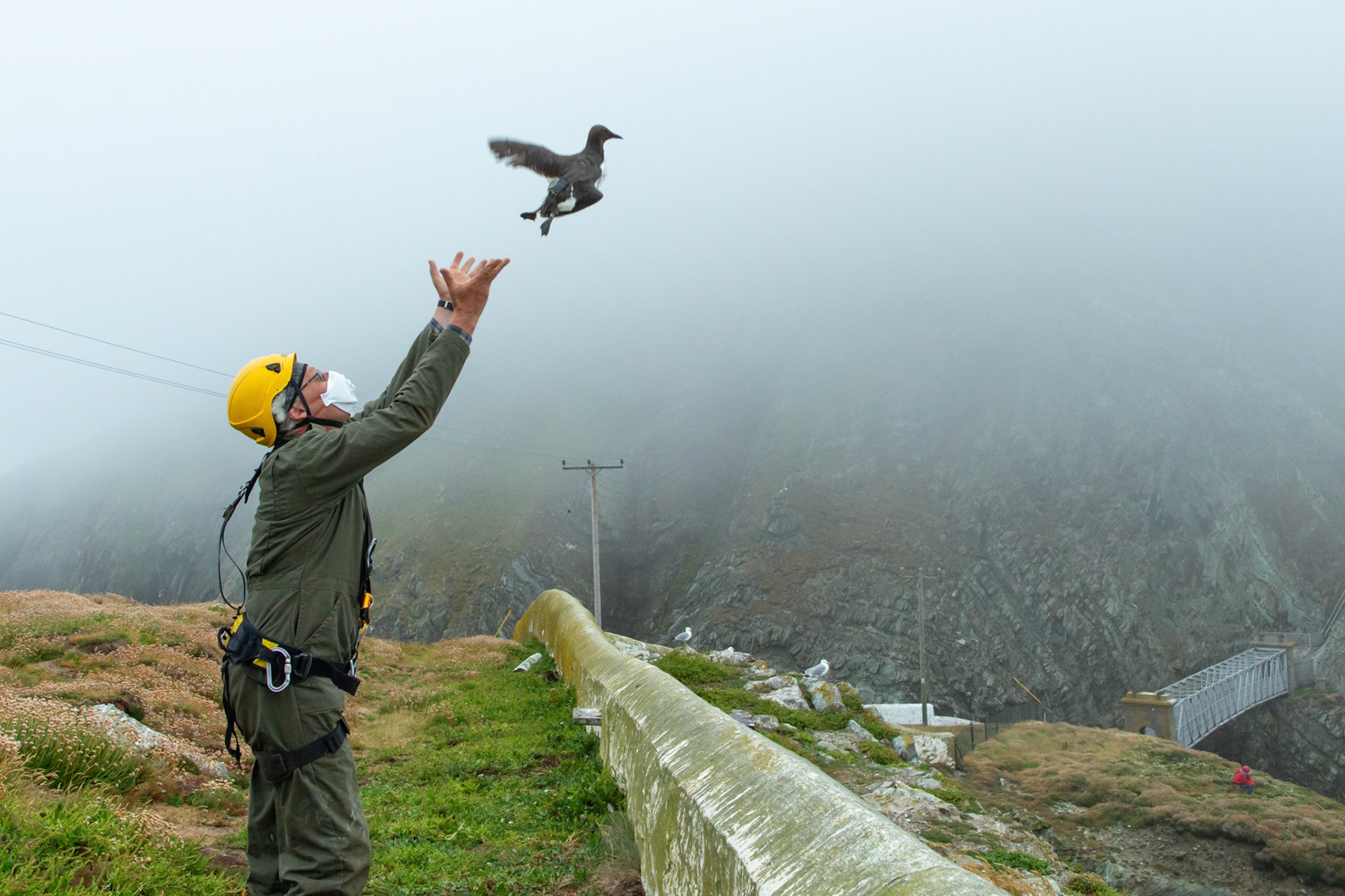 Tagged Guillimot being released by RSPB staff. Summer, RSPB South Stack, Wales, UK.