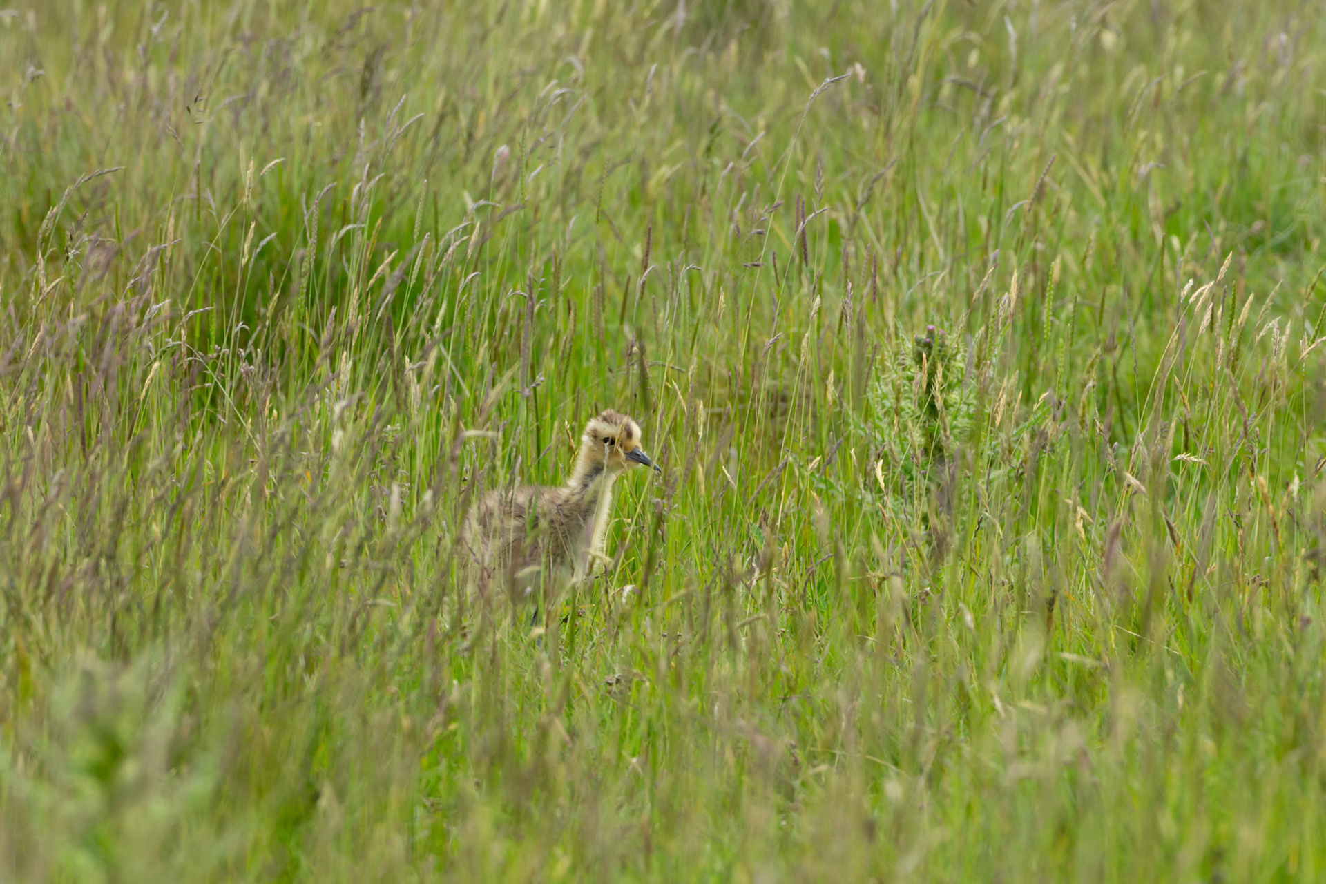 Curlew (Numenius arquata) chick, walking in long grass. Summer, North Wales, UK.
