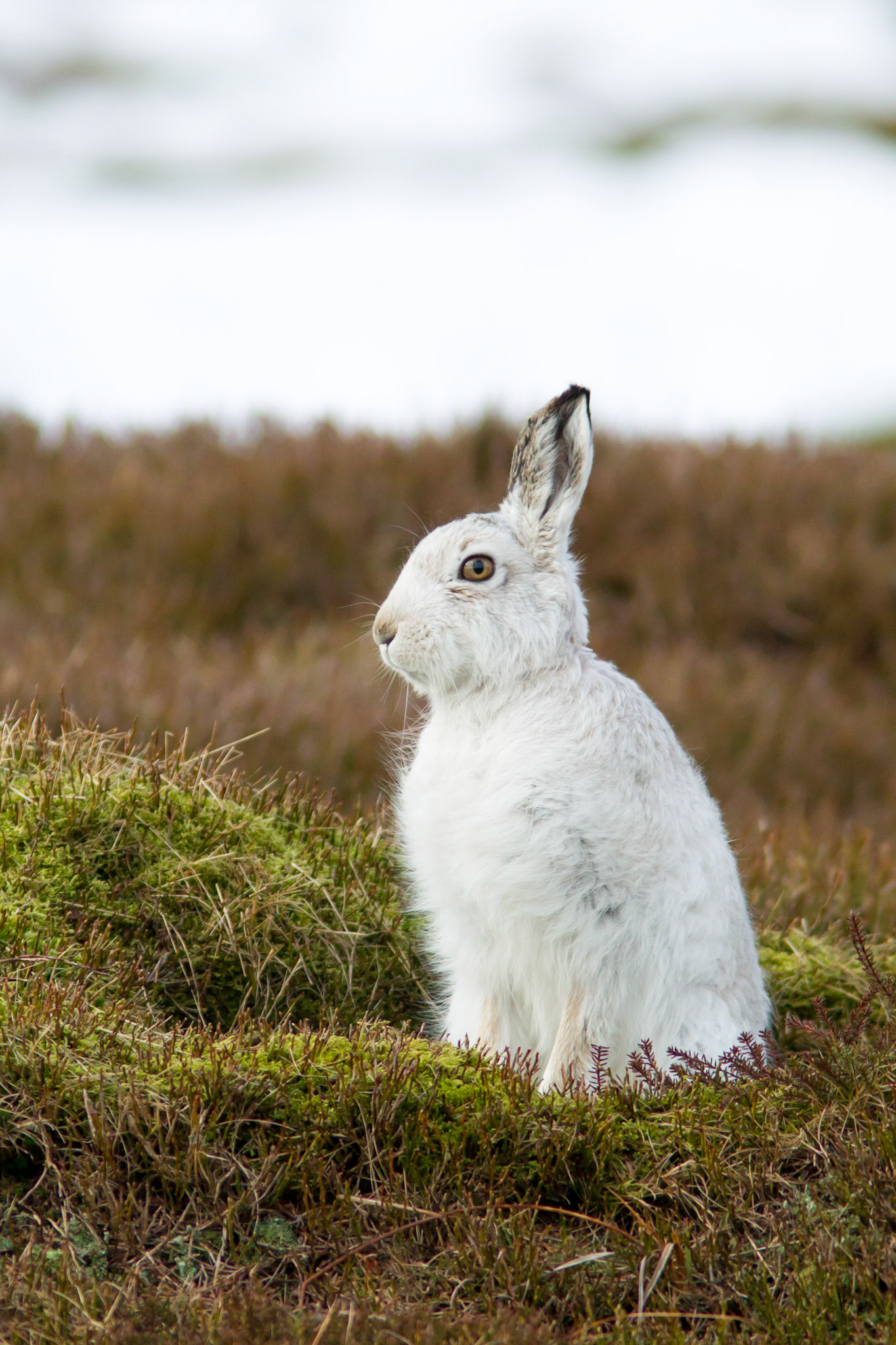 Mountain hare , Lepus Timidus, adult, sitting on heather with snow in the background, winter, Peak District, UK,