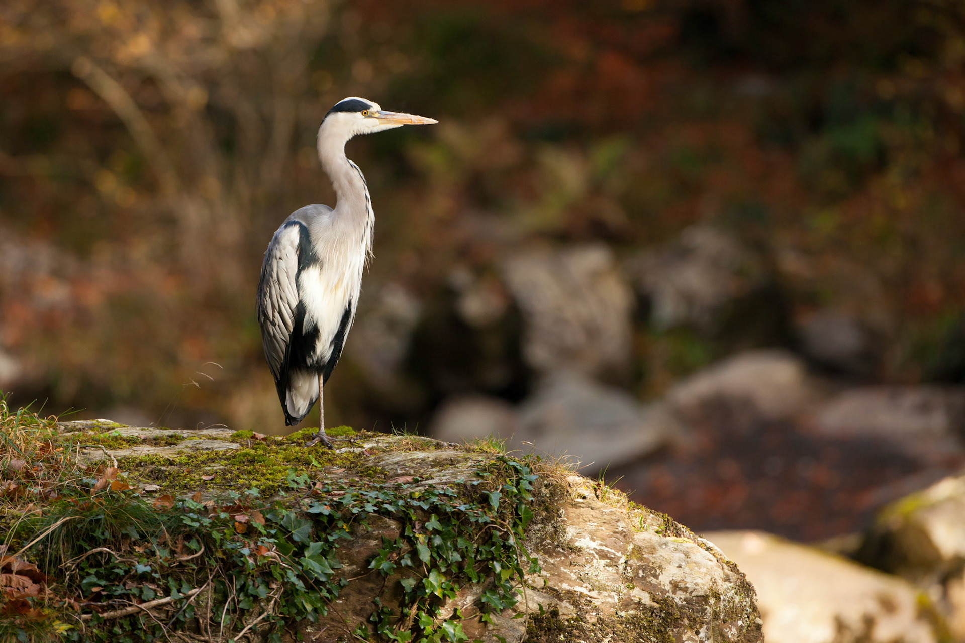 Heron, Ardea cinerea, adult, standing on a large rock, next to a river, Snowdonia, Wales, UK.