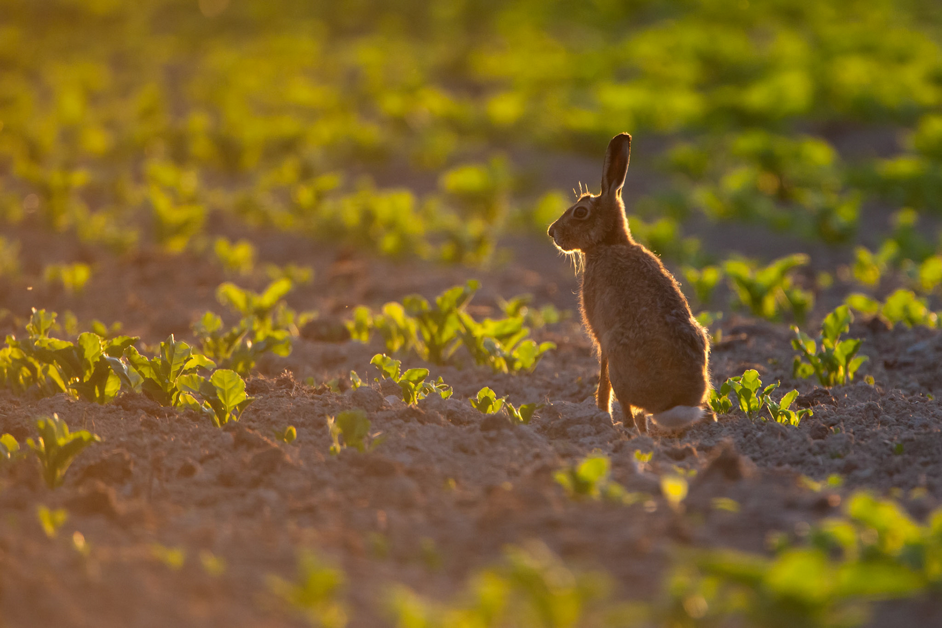 Hare golden light silhouette