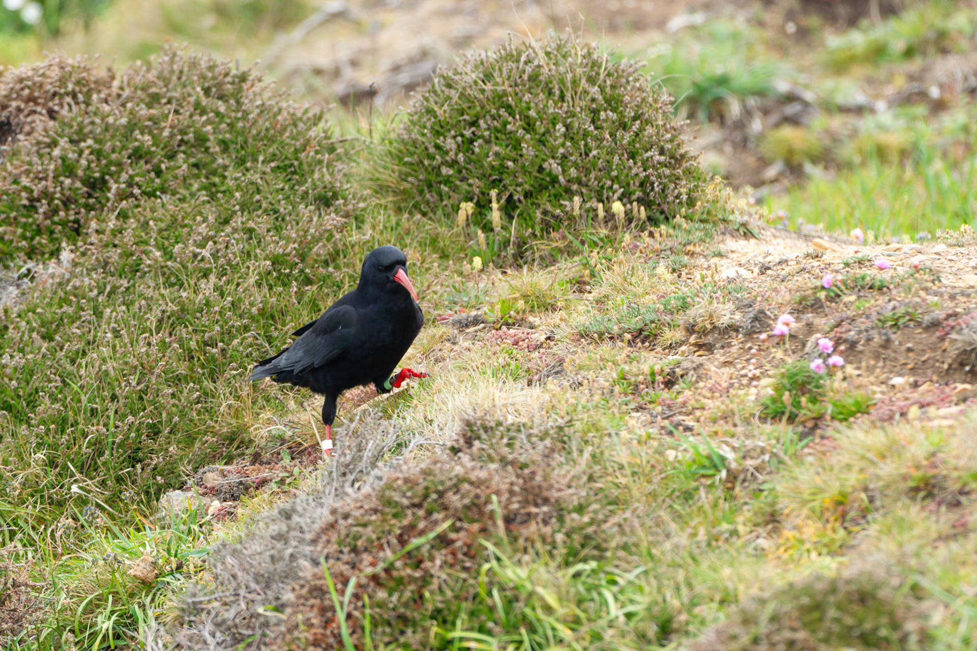 Chough, Pyrrhocorax pyrrhocorax, adult, with rings, walking on grass. Spring, South Stack, Anglesey, Wales, UK