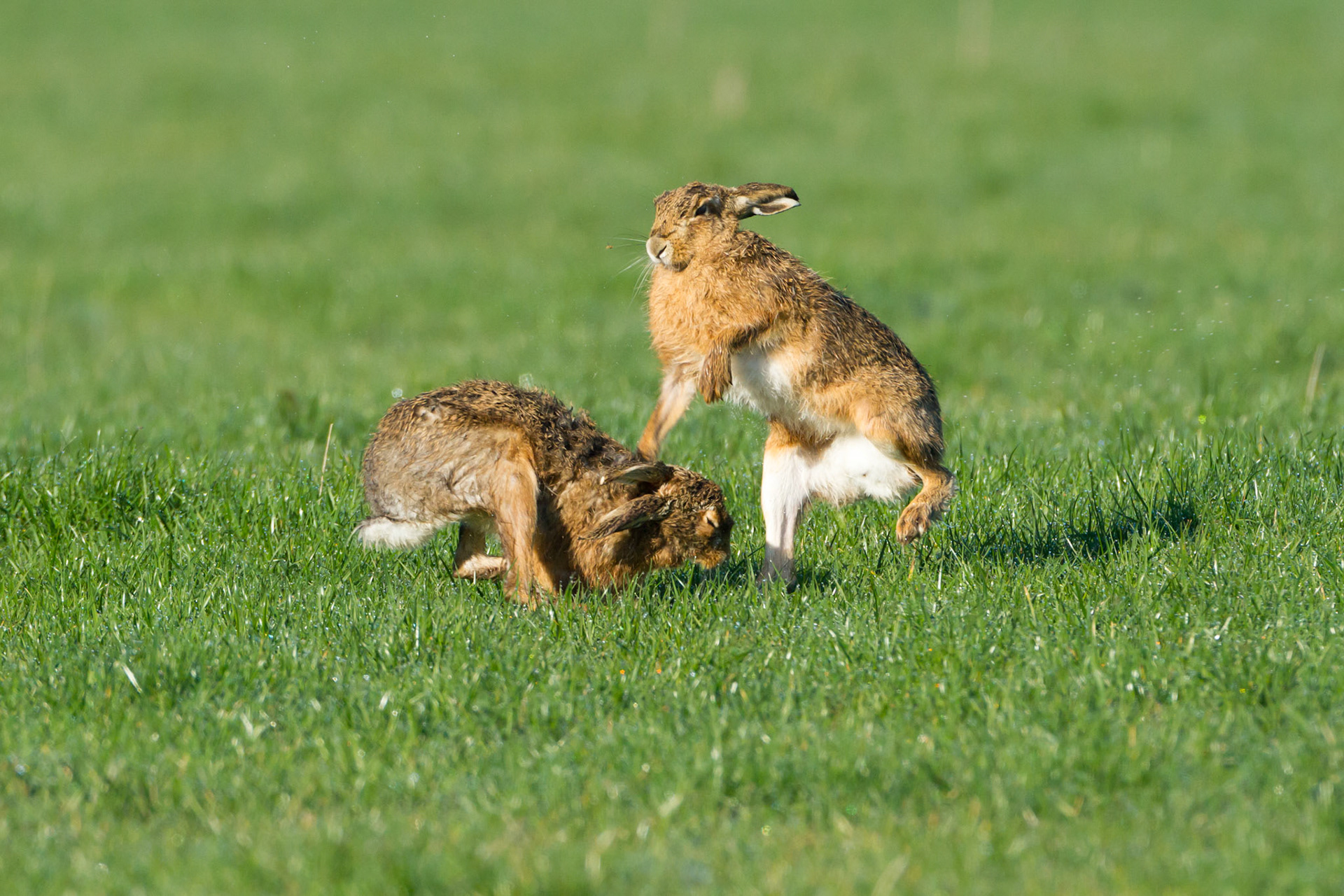 Hares boxing, farmland, spring, UK,