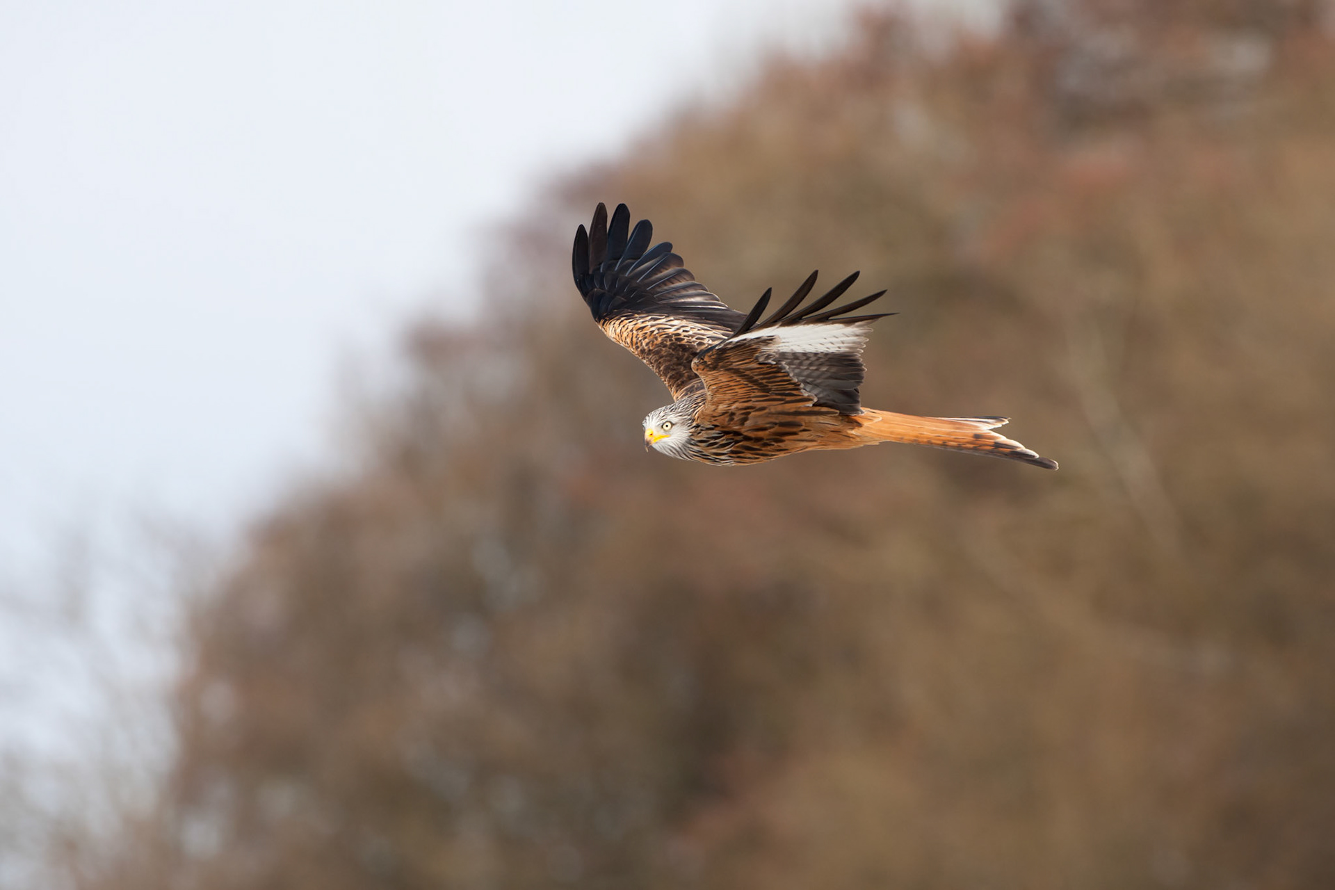 Red Kite Milvus milvus,flying with trees in background,Gigrin Farm,Powys,March