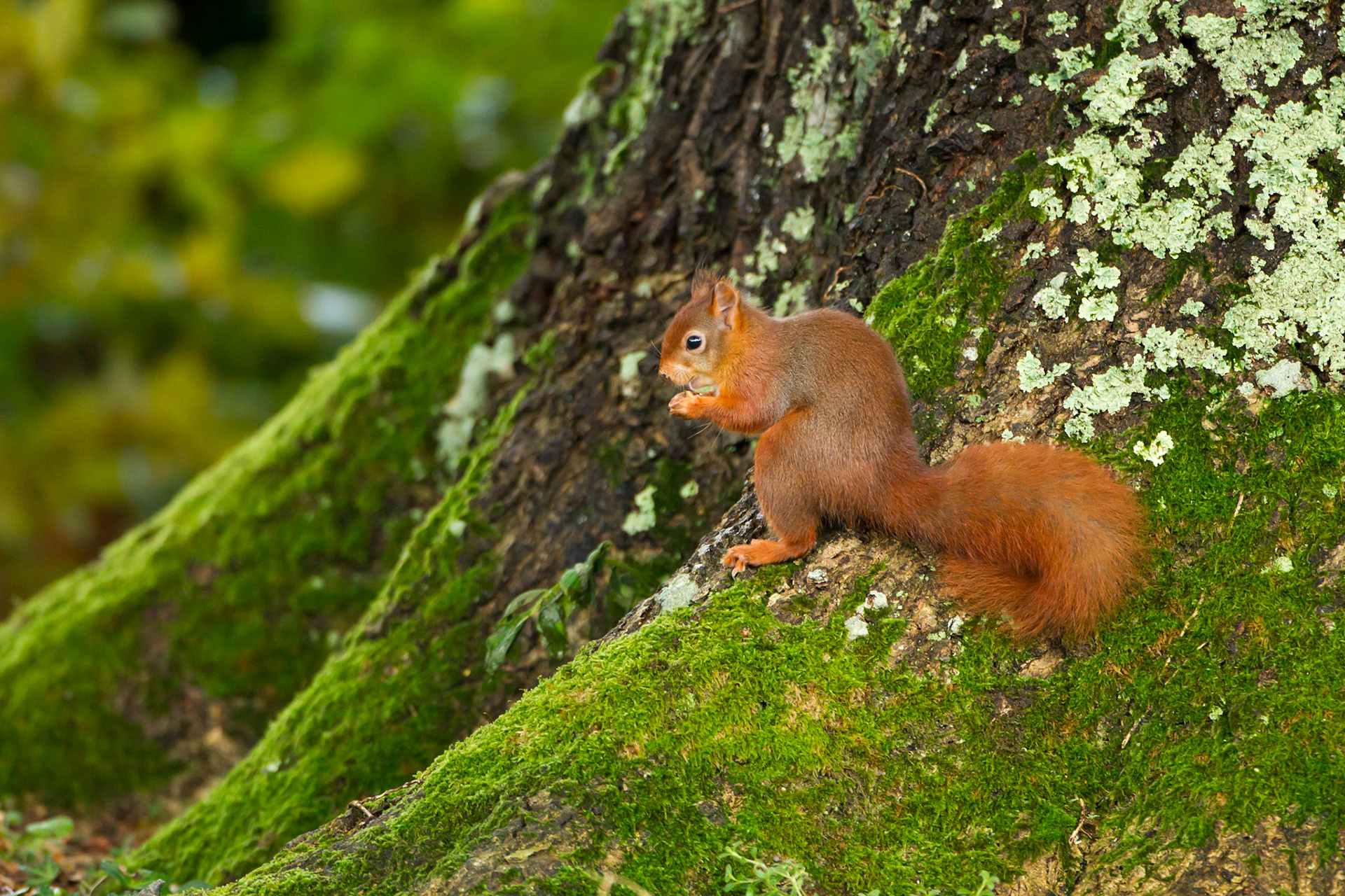 Red Squirrel, Sciurus vulgaris, adult, one, sitting at base of tree, eating. Autumn, Wales, UK.