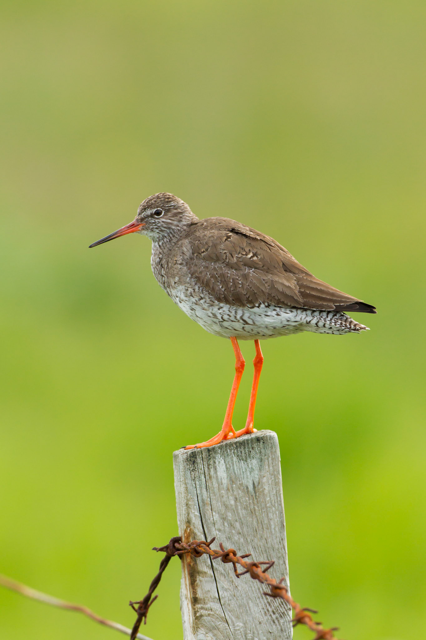 Red Shank, Tringa totanus, adult, standing on fence post, RSPB Balranald, North Uist, Outer hebrides, Scotland.