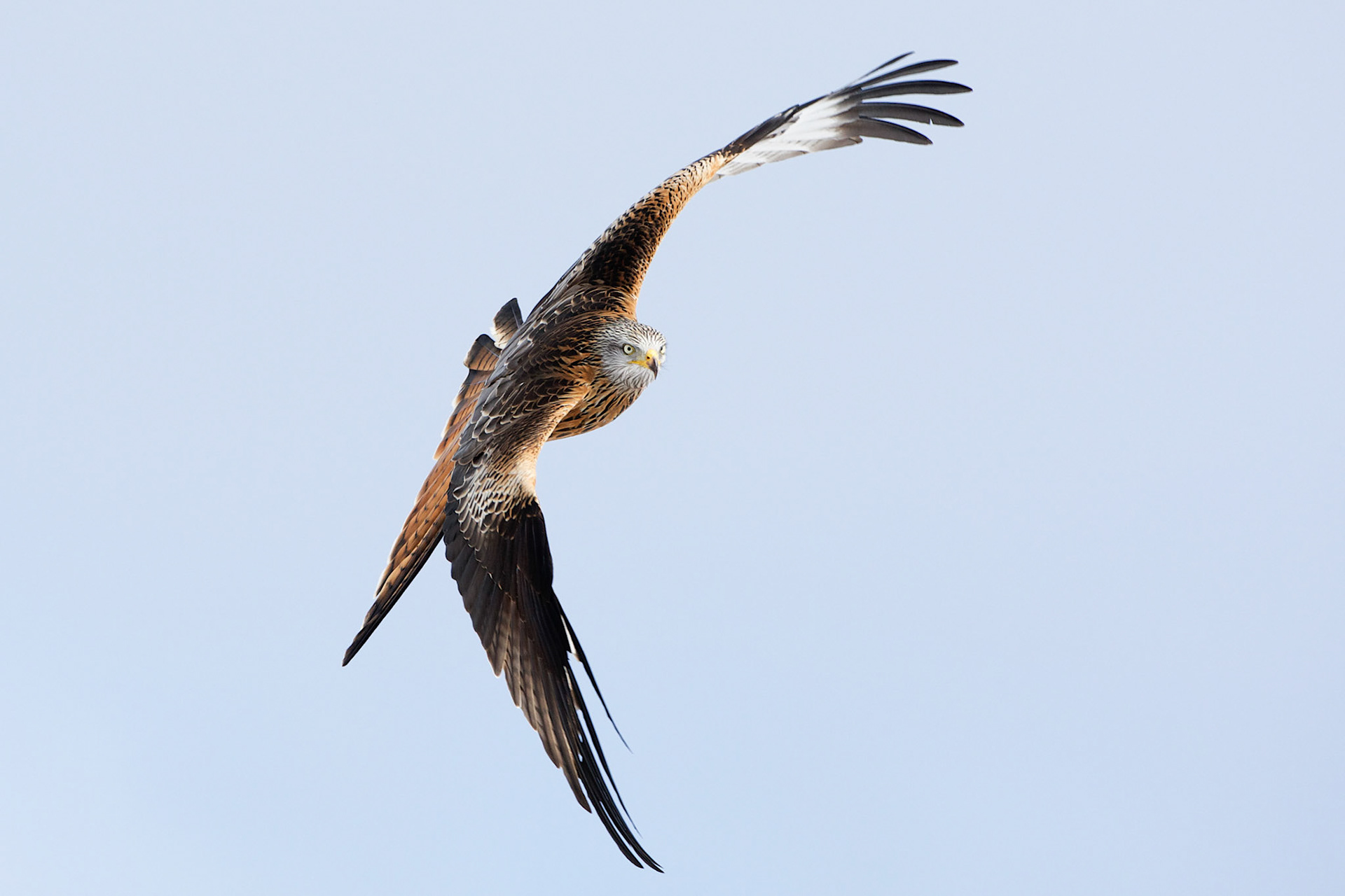 Red Kite in flight against blue sky©Jake Stephen Photography.