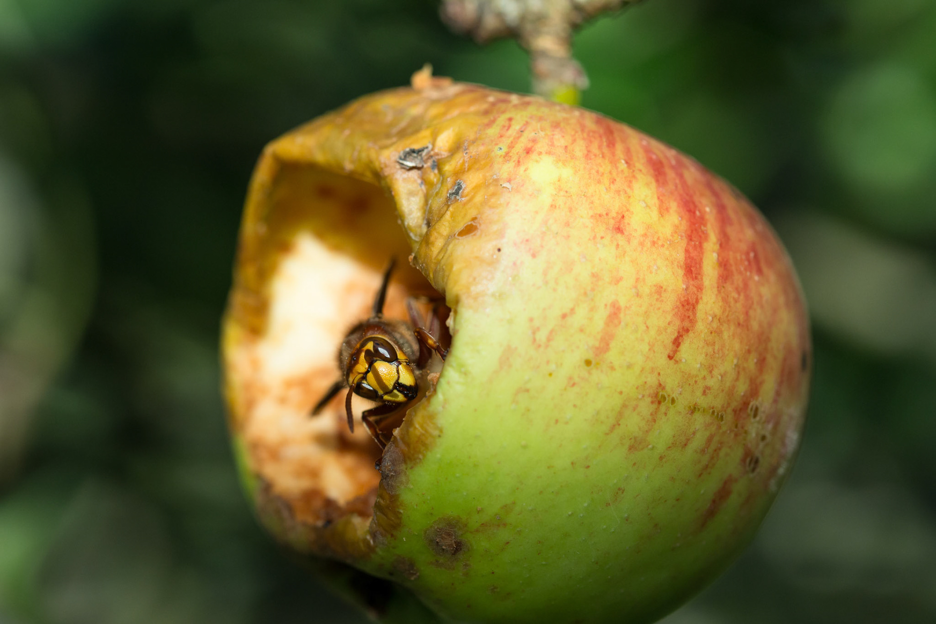 Hornet, Vespa crabro, adult, in close up on apple. Summer, North Wales, UK.