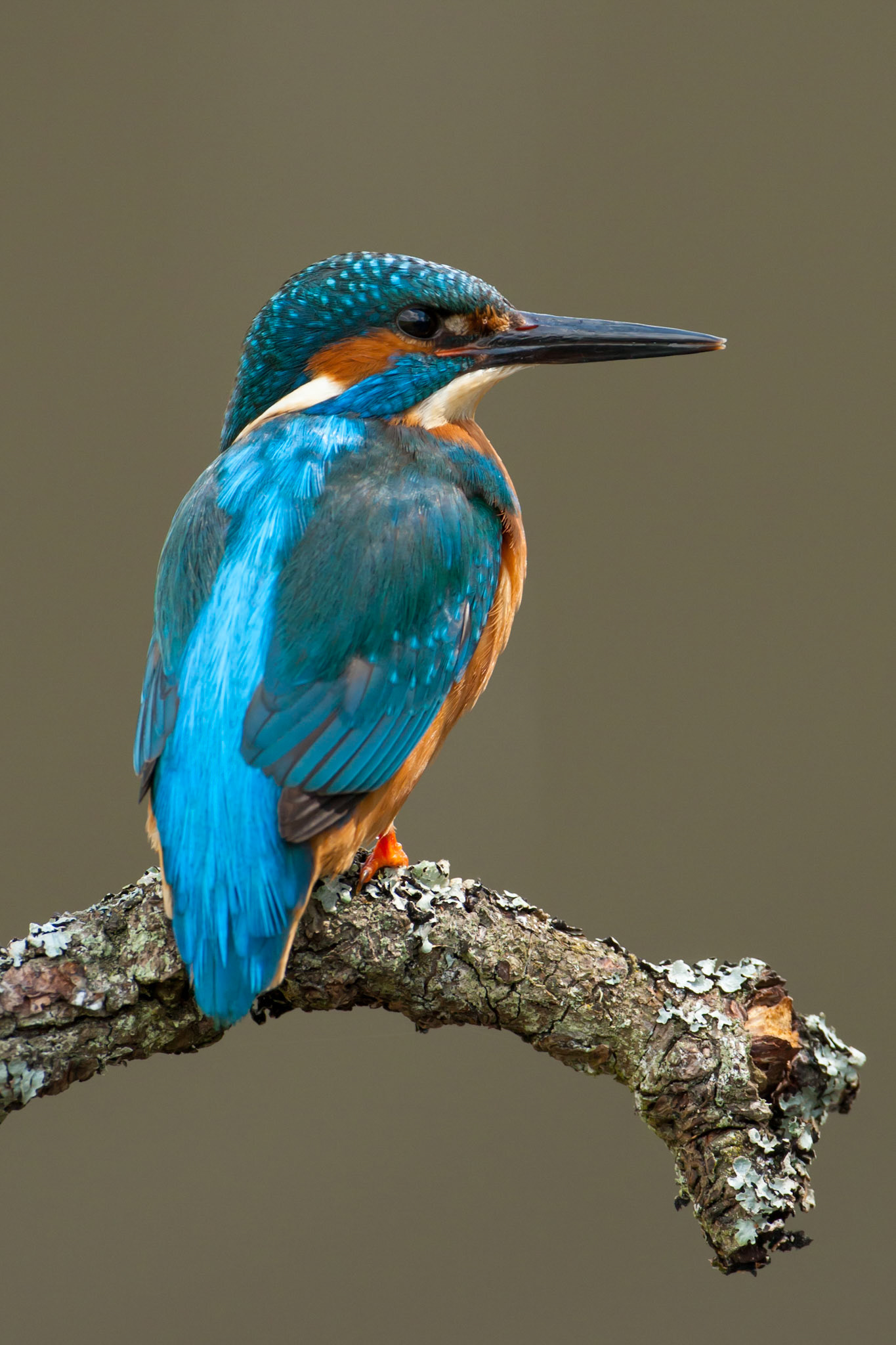 Kingfisher on branch