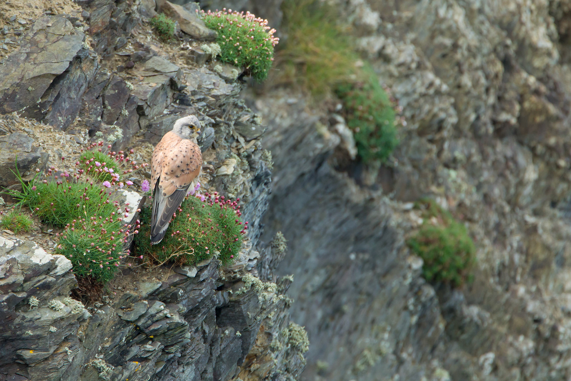 Kestrel, Falco tinnunculus, adult, on cliff face, Spring, Pembrokeshire, Wales, UK