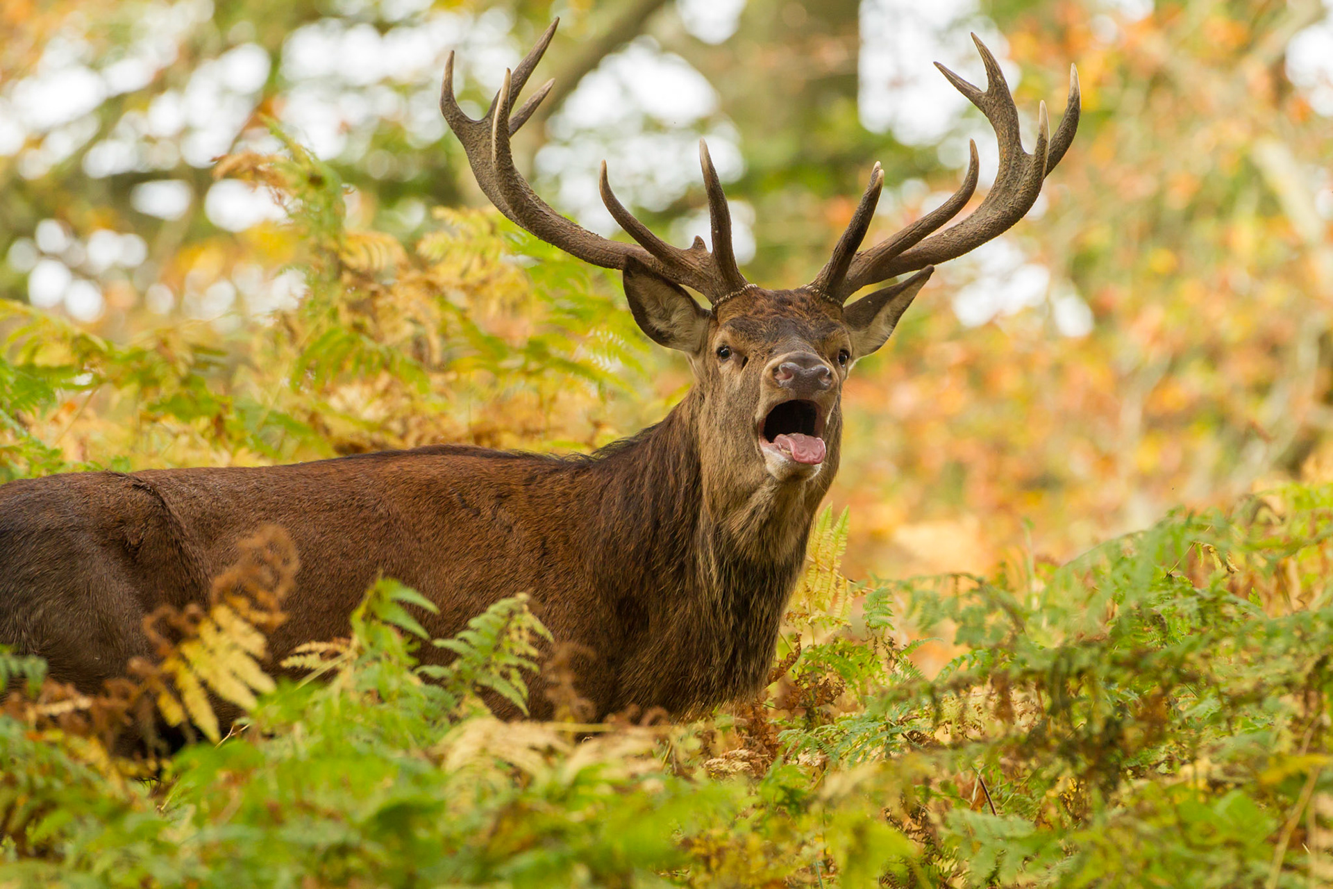 Red Deer, Cervus elaphus, male, Stag, bellowing whilst standing in braken during rutting season, autumn, Wales, UK
