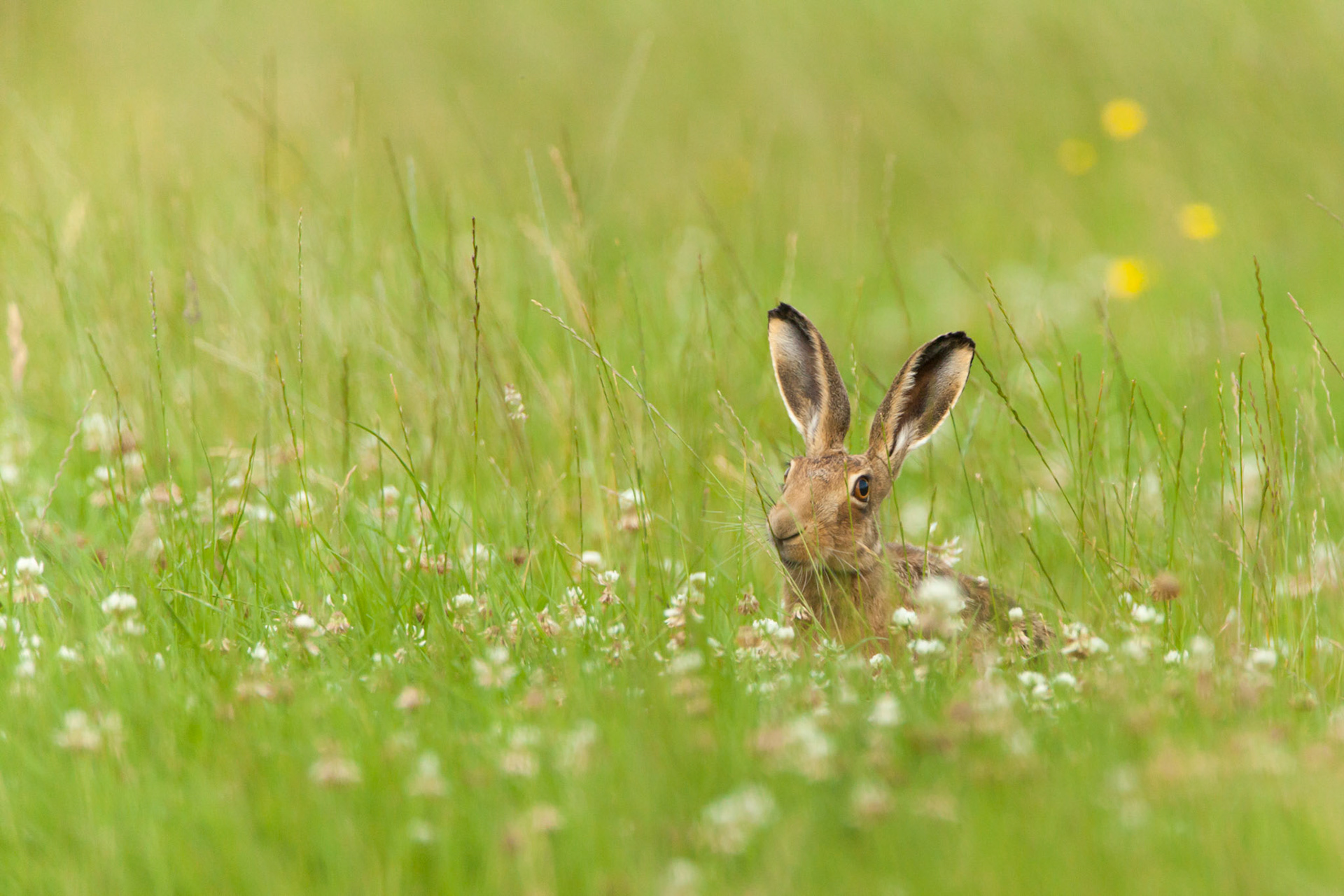 Brown Hare, Lepus europaeus, adult, sniffing grass in clover field, West Midlands, England, UK