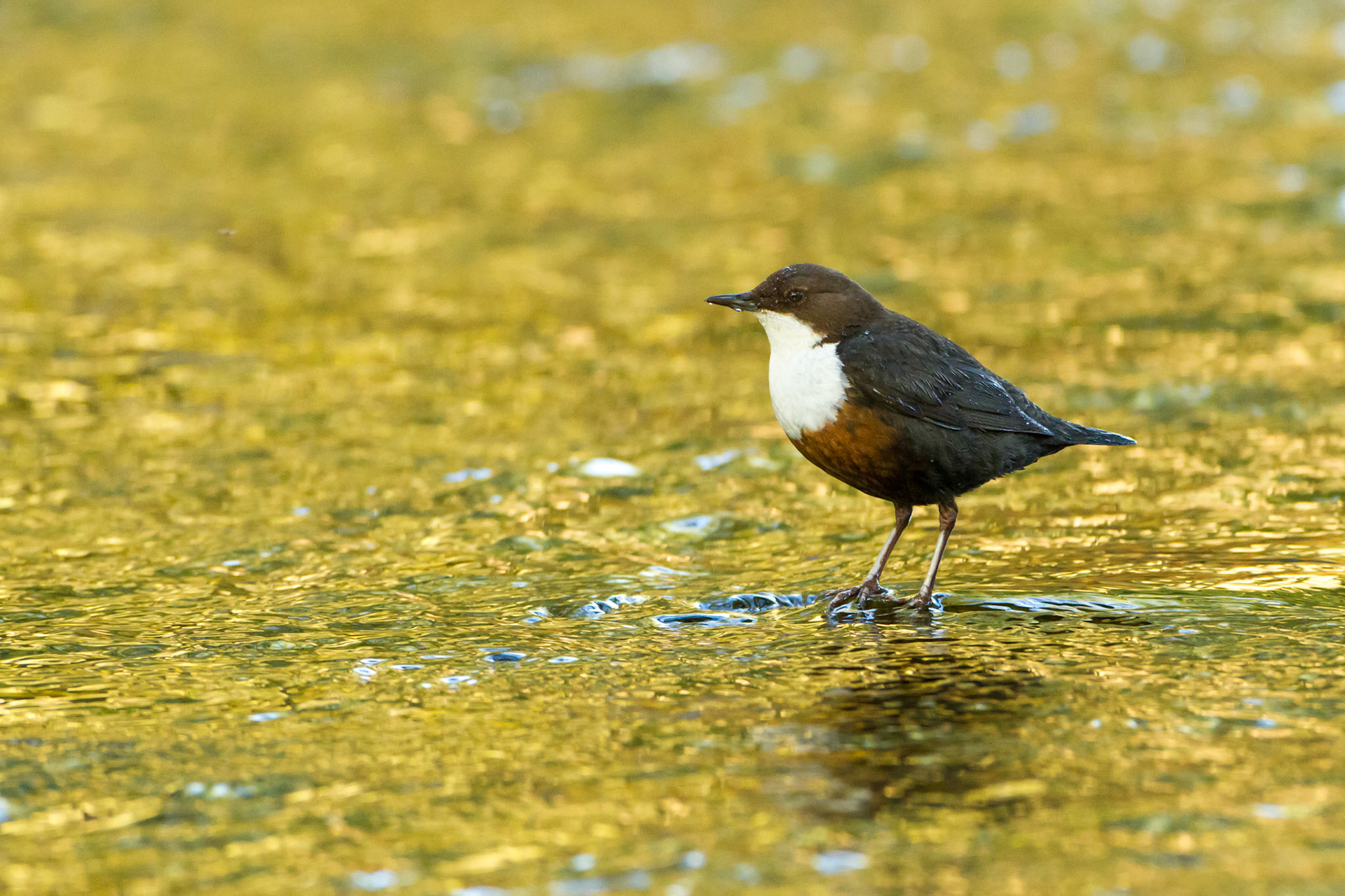 Dipper in golden reflections