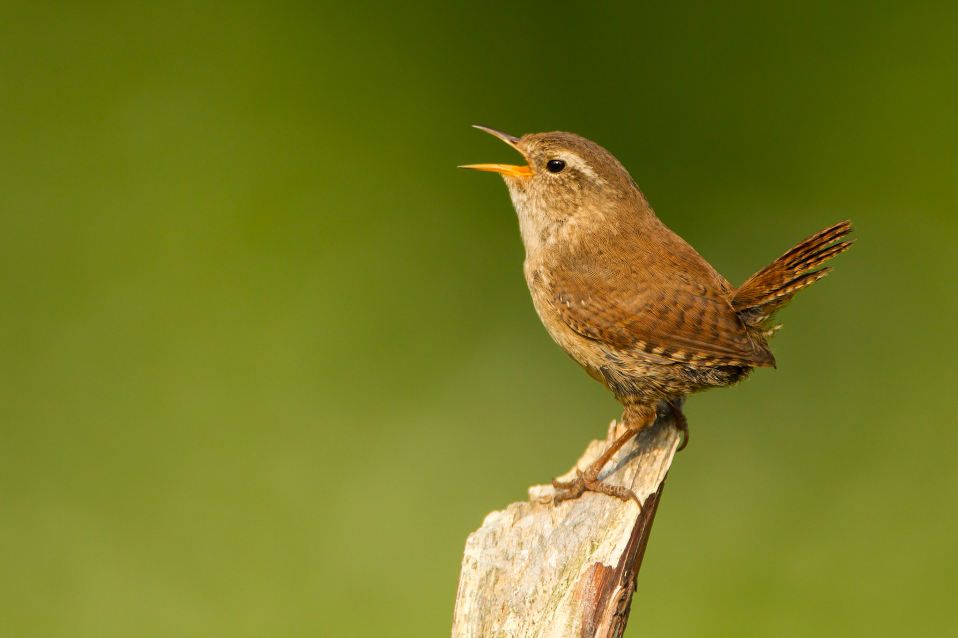 Wren, Troglodytes troglodytes, adult, sing on tree stump, Spring, Wales, UK.