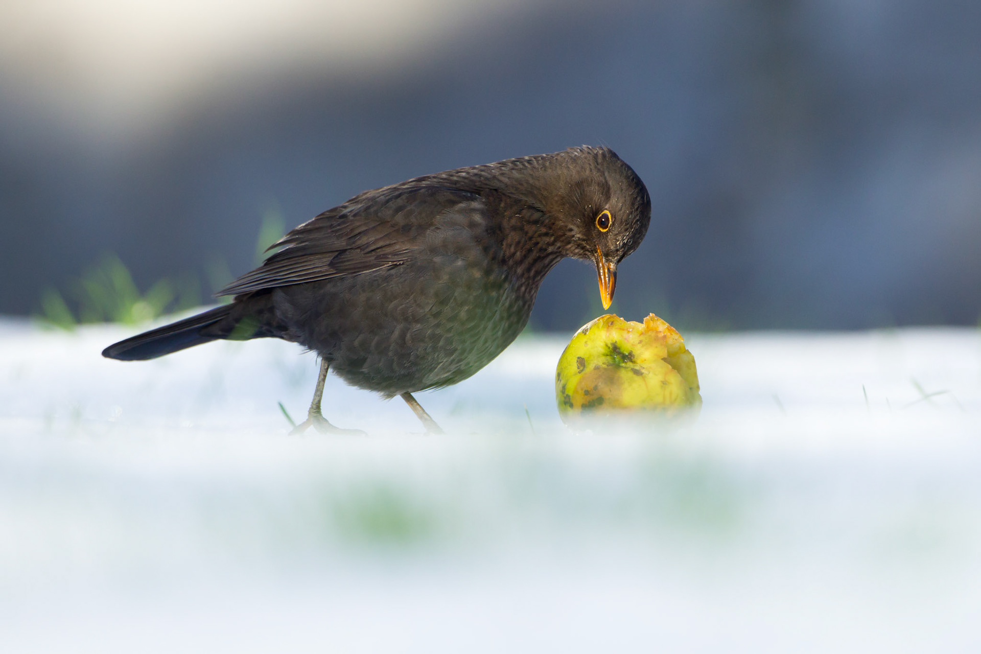 Blackbird, Turdus merula, adult, male, eating windfall apple in snow, in garden, winter, North Wales, UK.