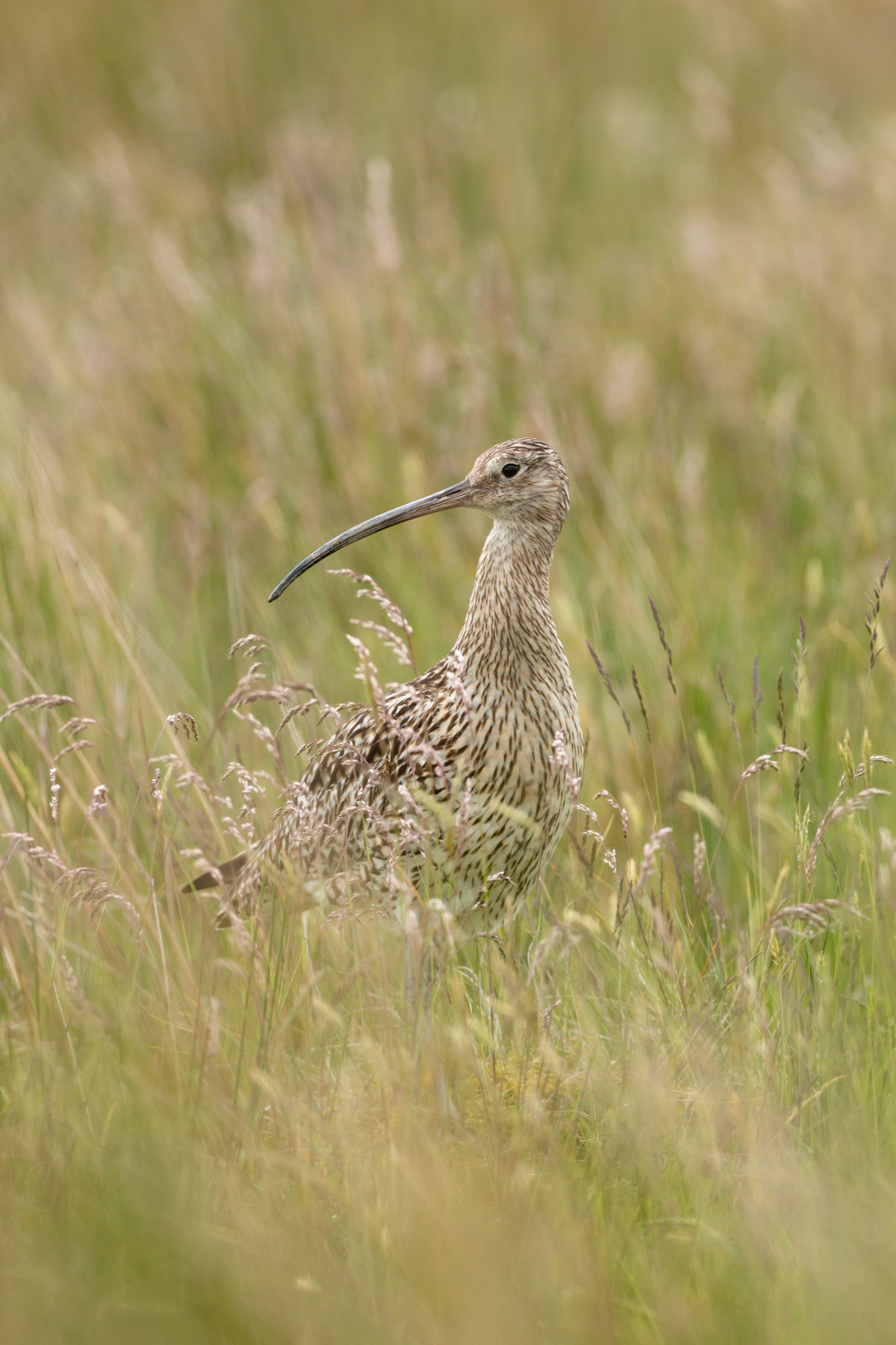 Curlew (Numenius arquata) adult, standing in long grass (portrait). Summer, North Wales, UK.