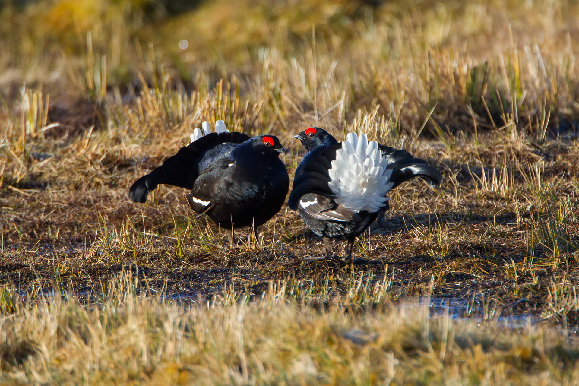 Black Grouse, Lyrurus tetrix, adult, male, pair during lek, spring, Wales, UK