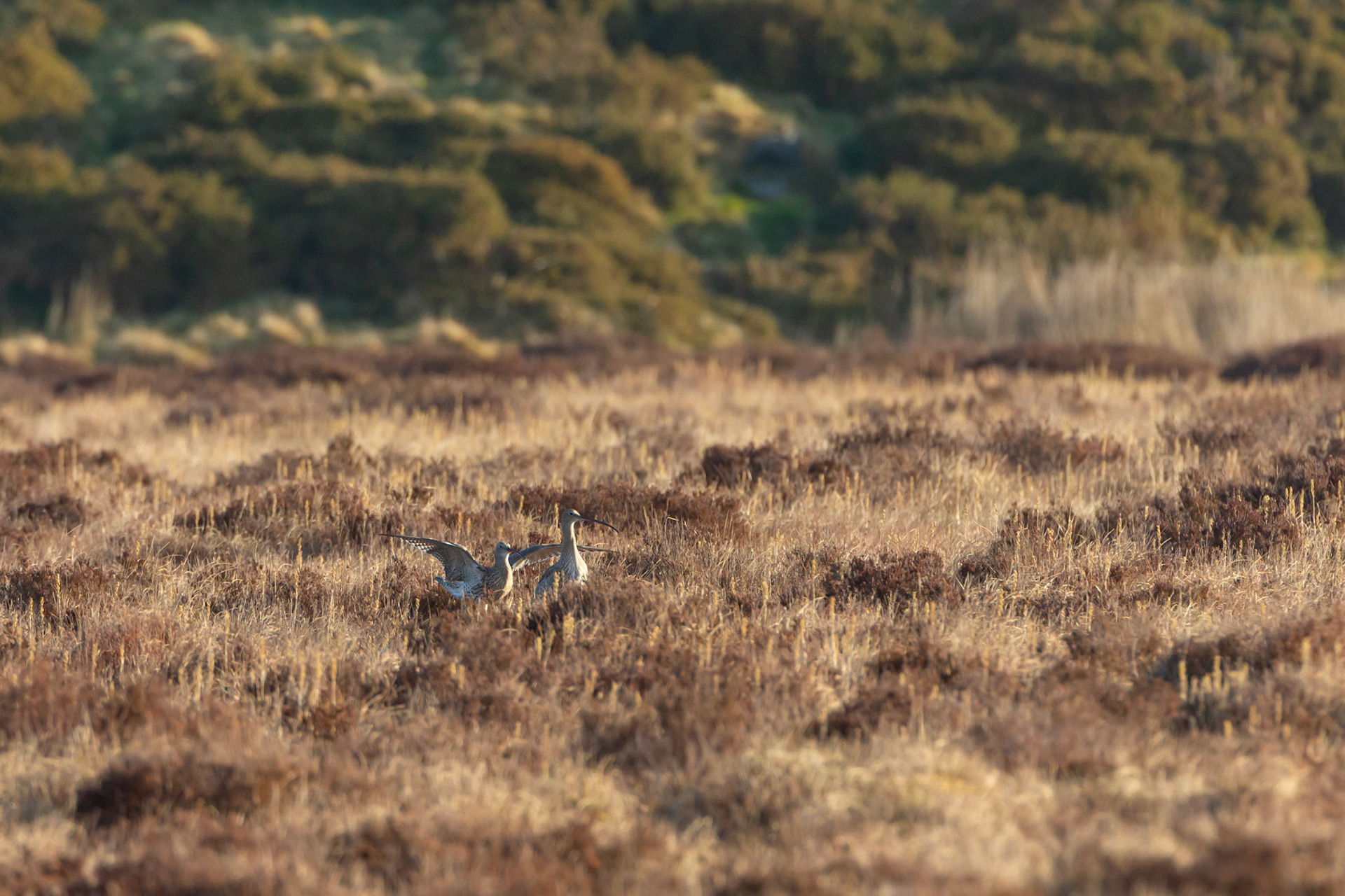 Curlew, Numenius arquata, adult,  pair showing courtship behaviour on moor in early morning light. Spring, North Wales, UK.