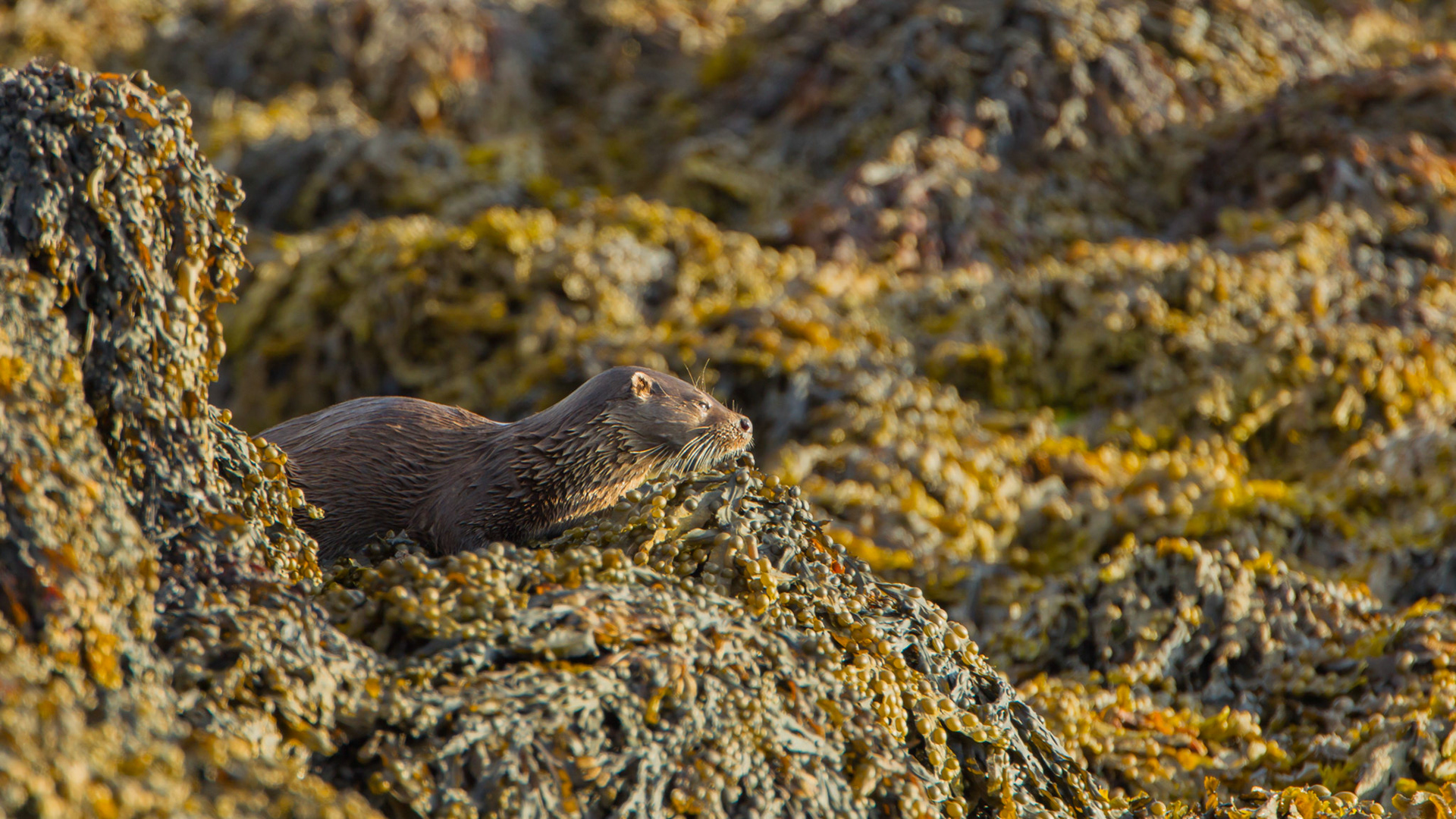 Otter, Lutra lutra, adult, female, standing on seaweed, dusk, summer, North Uist, Outer Hebrides, Scotland, UK.