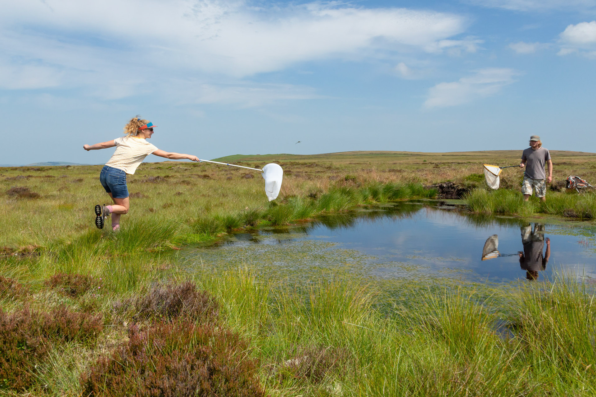 RSPB volunteers trying to catch dragonfly at pool, with dragonfly evading net and in shot. Summer, North Wales moors, Wales, UK.