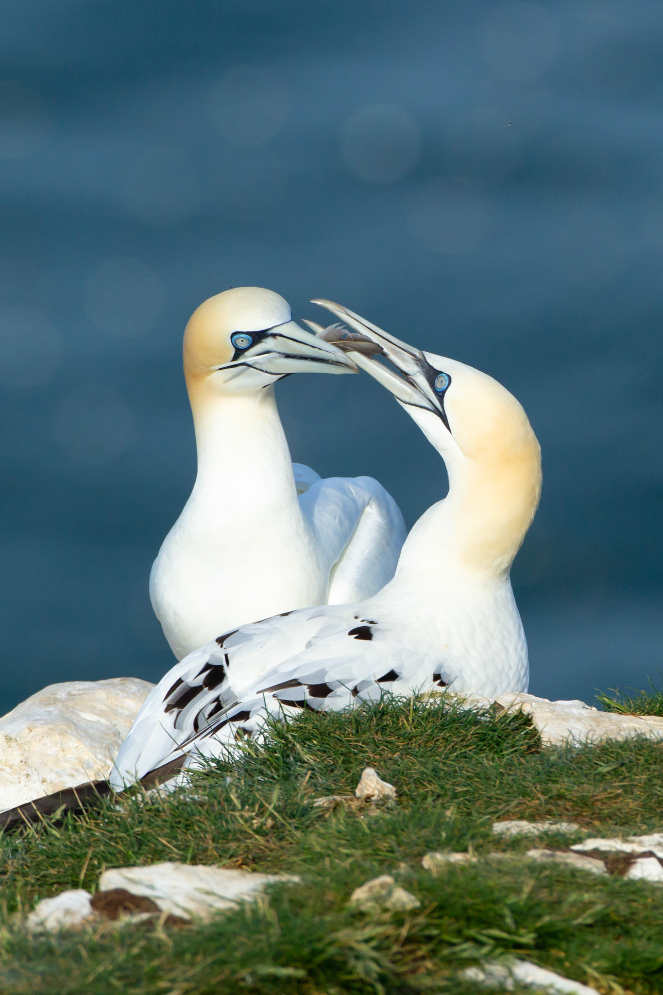 Gannet, Morus bassanus, adult, pair, showing courtship behaviour, on cliff top, Summer, RSPB Bempton Cliffs, Yorkshire, England, UK