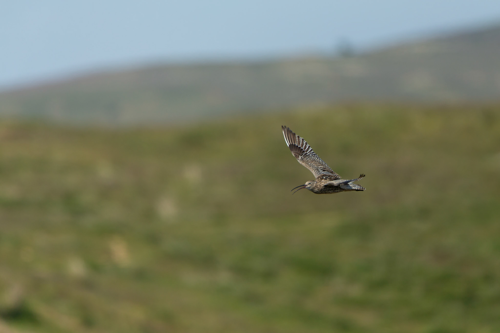 Curlew, adult, Numenius arquata, calling in flight over moor. Spring, North Wales, UK.
